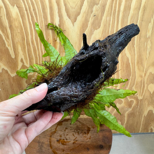 Scapeshop.com.au One Only Microsorum Driftwood Creation - Medium (Java Fern) - One Only - Bold Microsorum Driftwood Creation - Medium (Java Fern) - One Only - Bold