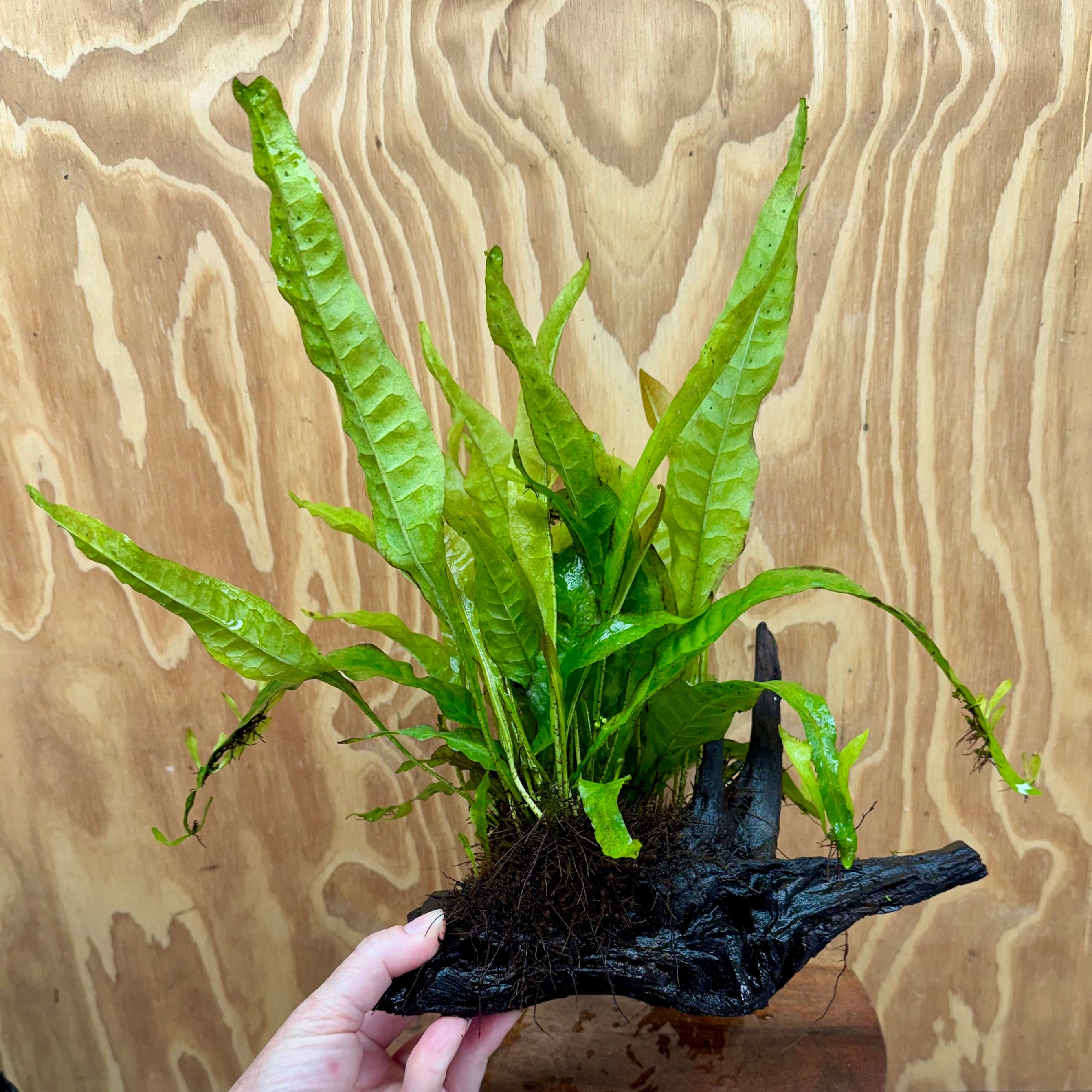 Scapeshop.com.au One Only Microsorum Driftwood Creation - Medium (Java Fern) - One Only - Bold Microsorum Driftwood Creation - Medium (Java Fern) - One Only - Bold