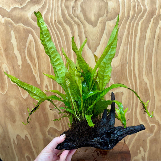Scapeshop.com.au One Only Microsorum Driftwood Creation - Medium (Java Fern) - One Only - Bold Microsorum Driftwood Creation - Medium (Java Fern) - One Only - Bold