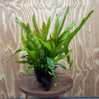 Scapeshop.com.au One Only Microsorum Driftwood Creation - Medium (Java Fern) - One Only - Bold Microsorum Driftwood Creation - Medium (Java Fern) - One Only - Bold