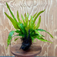 Scapeshop.com.au One Only Microsorum Driftwood Creation - Medium (Java Fern) - One Only - Bold Microsorum Driftwood Creation - Medium (Java Fern) - One Only - Bold