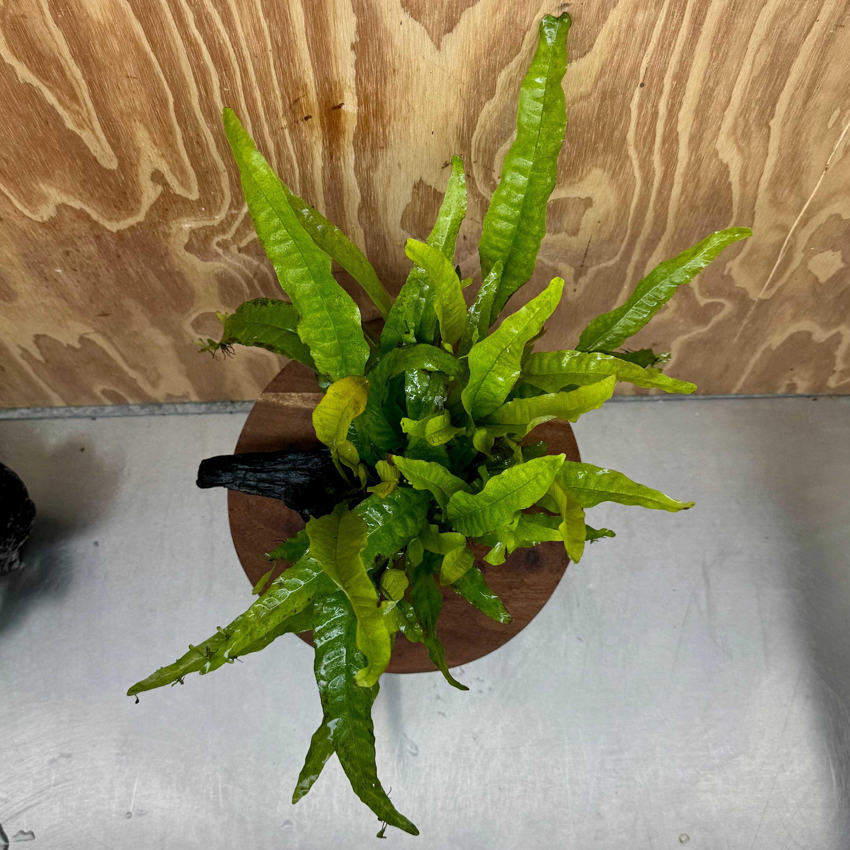 Scapeshop.com.au One Only Microsorum Driftwood Creation - Medium (Java Fern) - One Only - Bold Microsorum Driftwood Creation - Medium (Java Fern) - One Only - Bold