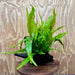 Scapeshop.com.au One Only Microsorum Driftwood Creation - Medium (Java Fern) - One Only - Bold Microsorum Driftwood Creation - Medium (Java Fern) - One Only - Bold