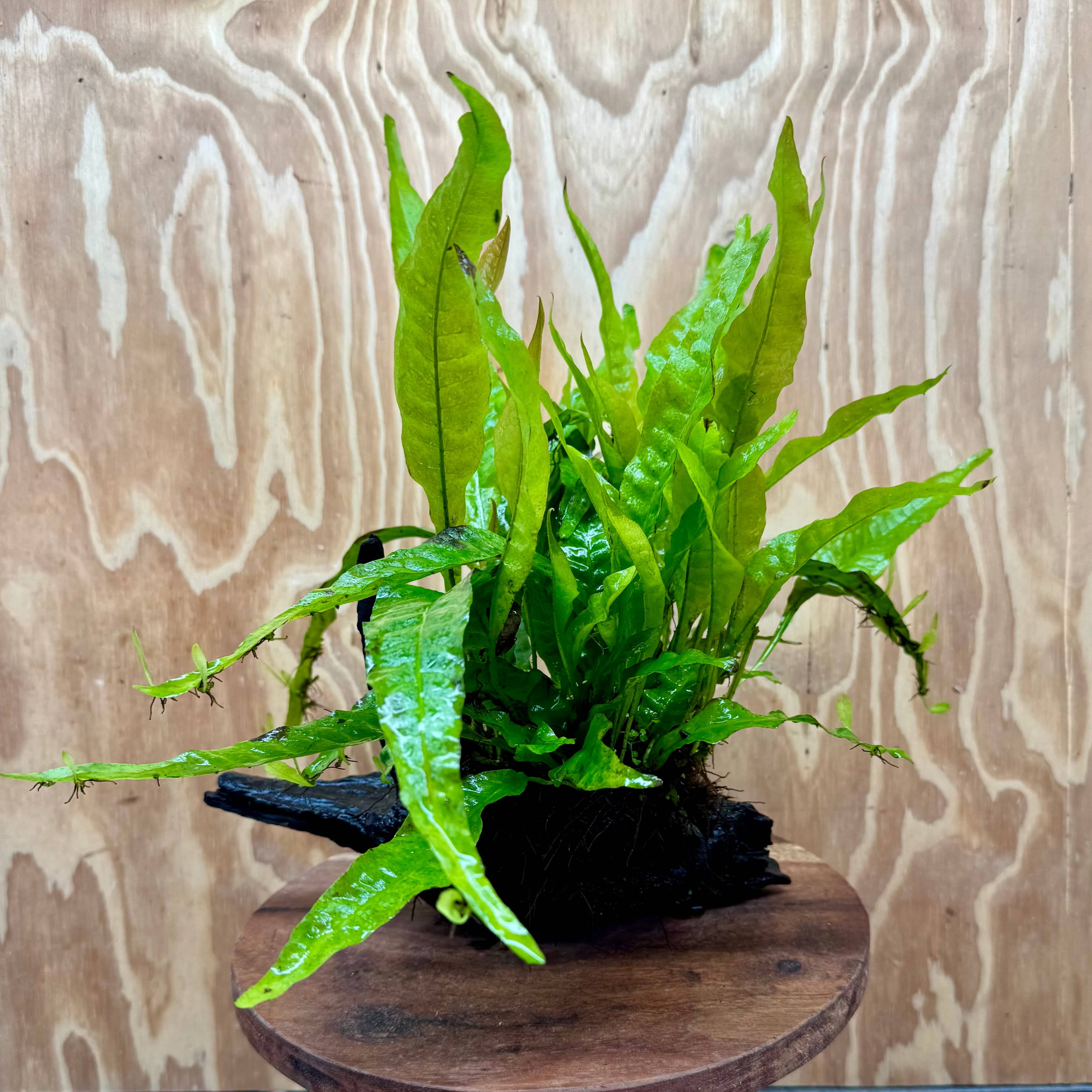 Scapeshop.com.au One Only Microsorum Driftwood Creation - Medium (Java Fern) - One Only - Bold Microsorum Driftwood Creation - Medium (Java Fern) - One Only - Bold