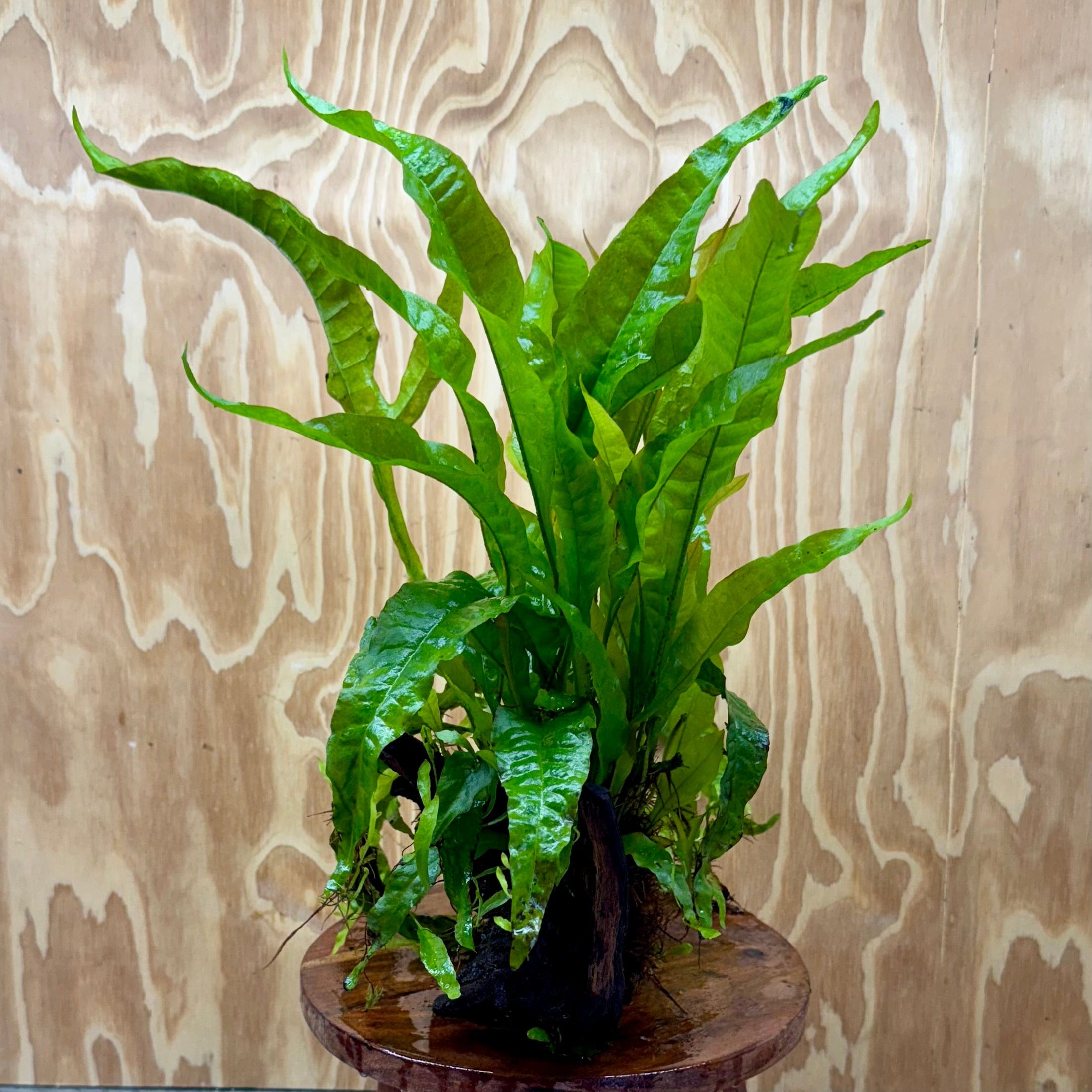 Scapeshop.com.au One Only Microsorum Driftwood Creation - Medium (Java Fern) - One Only - Bold Microsorum Driftwood Creation - Medium (Java Fern) - One Only - Bold