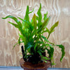 Scapeshop.com.au One Only Microsorum Driftwood Creation - Medium (Java Fern) - One Only - Bold Microsorum Driftwood Creation - Medium (Java Fern) - One Only - Bold