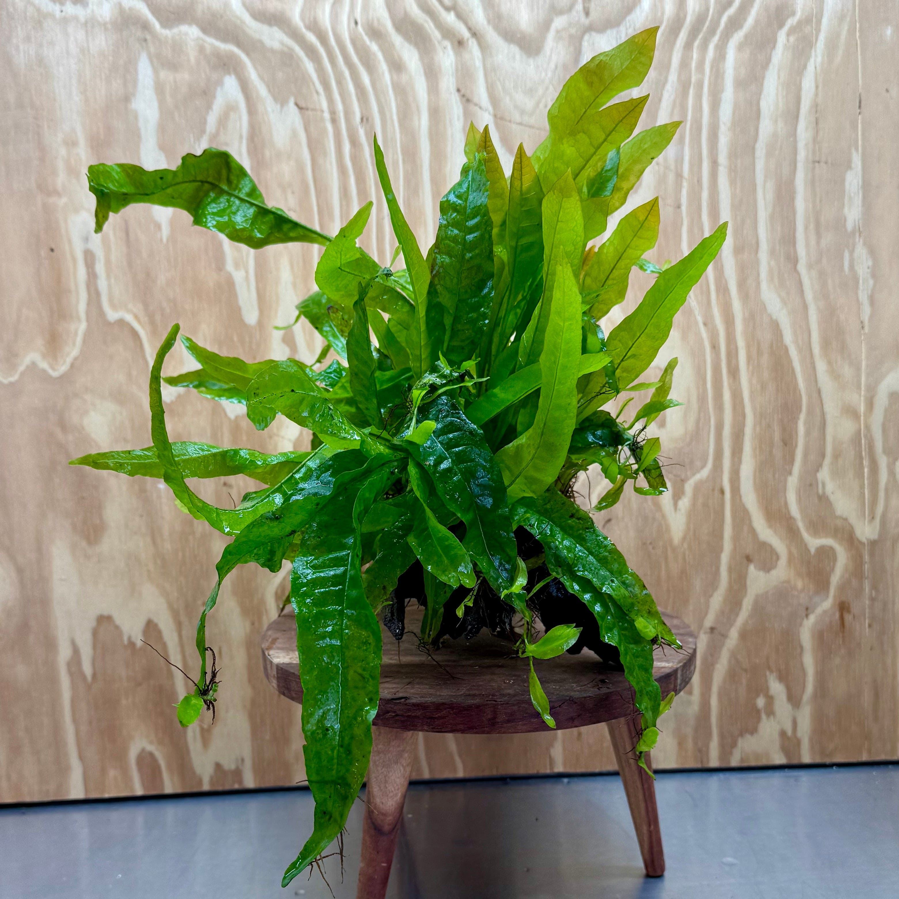 Scapeshop.com.au One Only Microsorum Driftwood Creation - Medium (Java Fern) - One Only - Bold Microsorum Driftwood Creation - Medium (Java Fern) - One Only - Bold