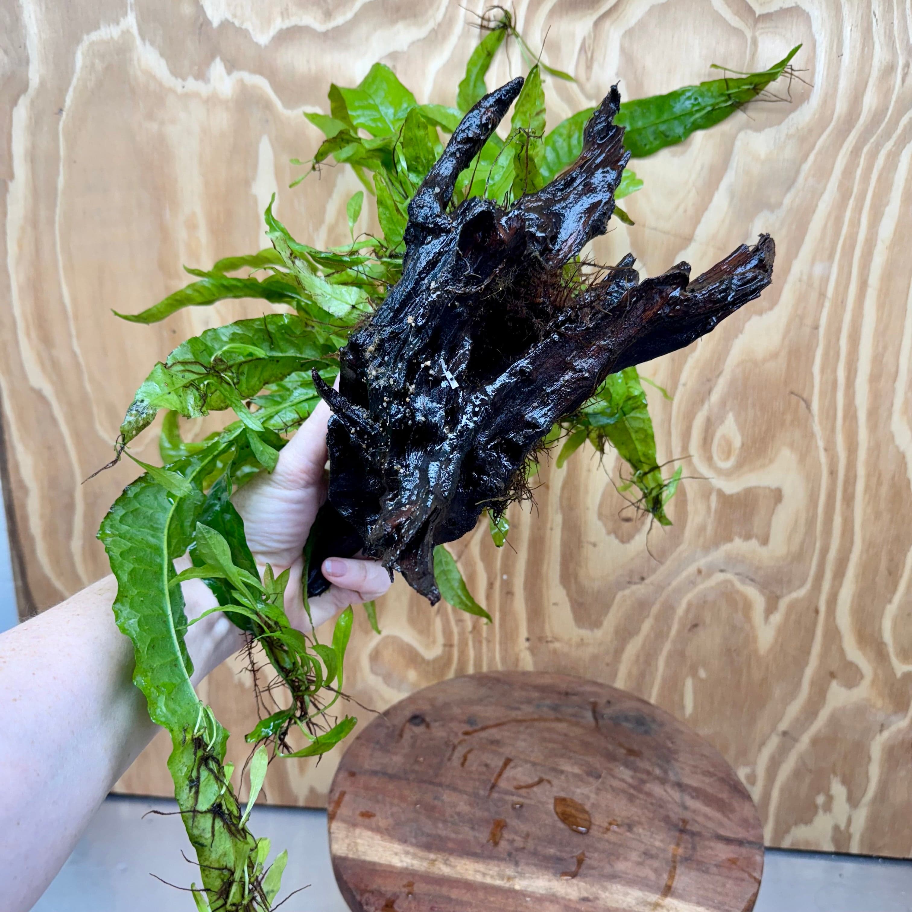 Scapeshop.com.au One Only Microsorum Driftwood Creation - Medium (Java Fern) - One Only - Bold Microsorum Driftwood Creation - Medium (Java Fern) - One Only - Bold