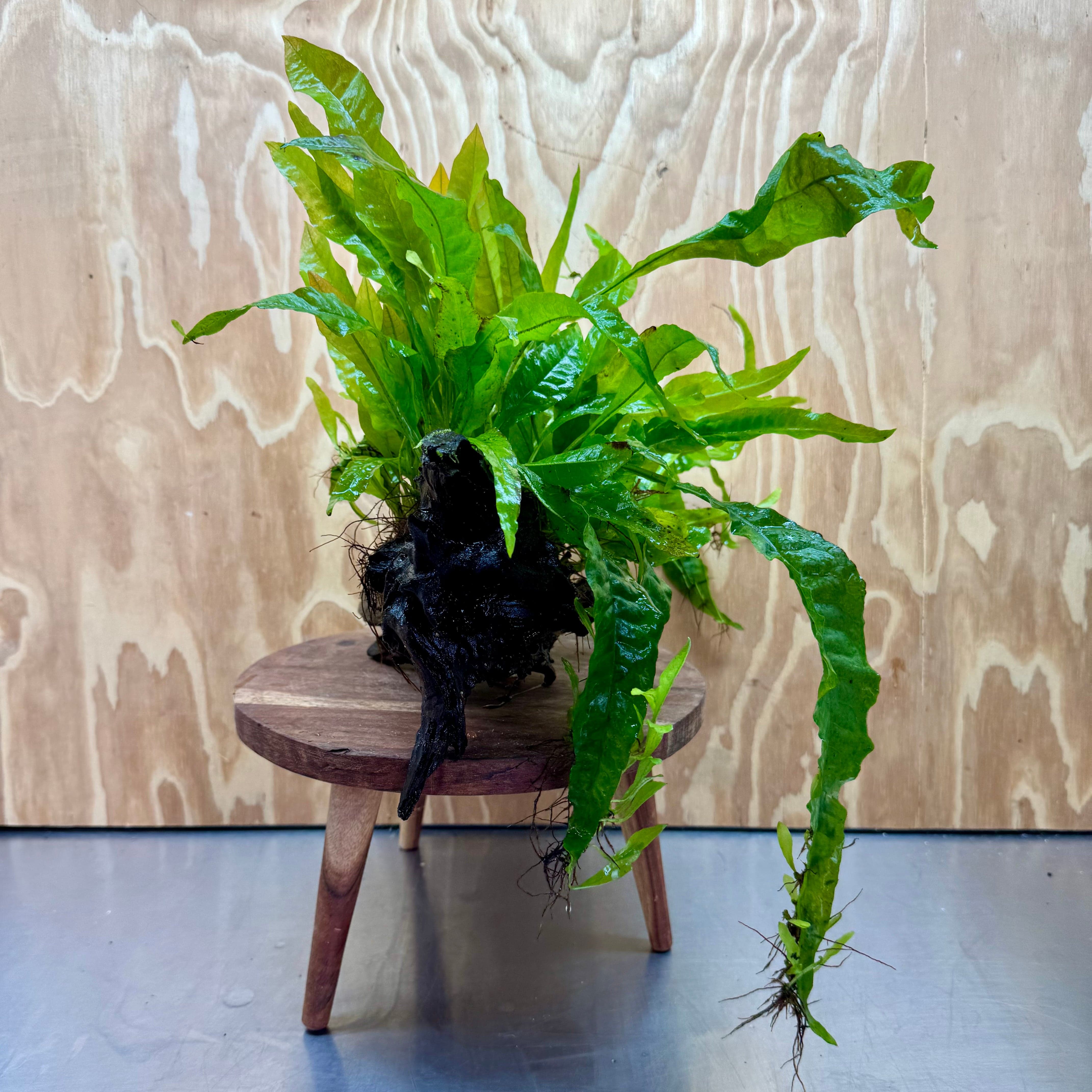 Scapeshop.com.au One Only Microsorum Driftwood Creation - Medium (Java Fern) - One Only - Bold Microsorum Driftwood Creation - Medium (Java Fern) - One Only - Bold