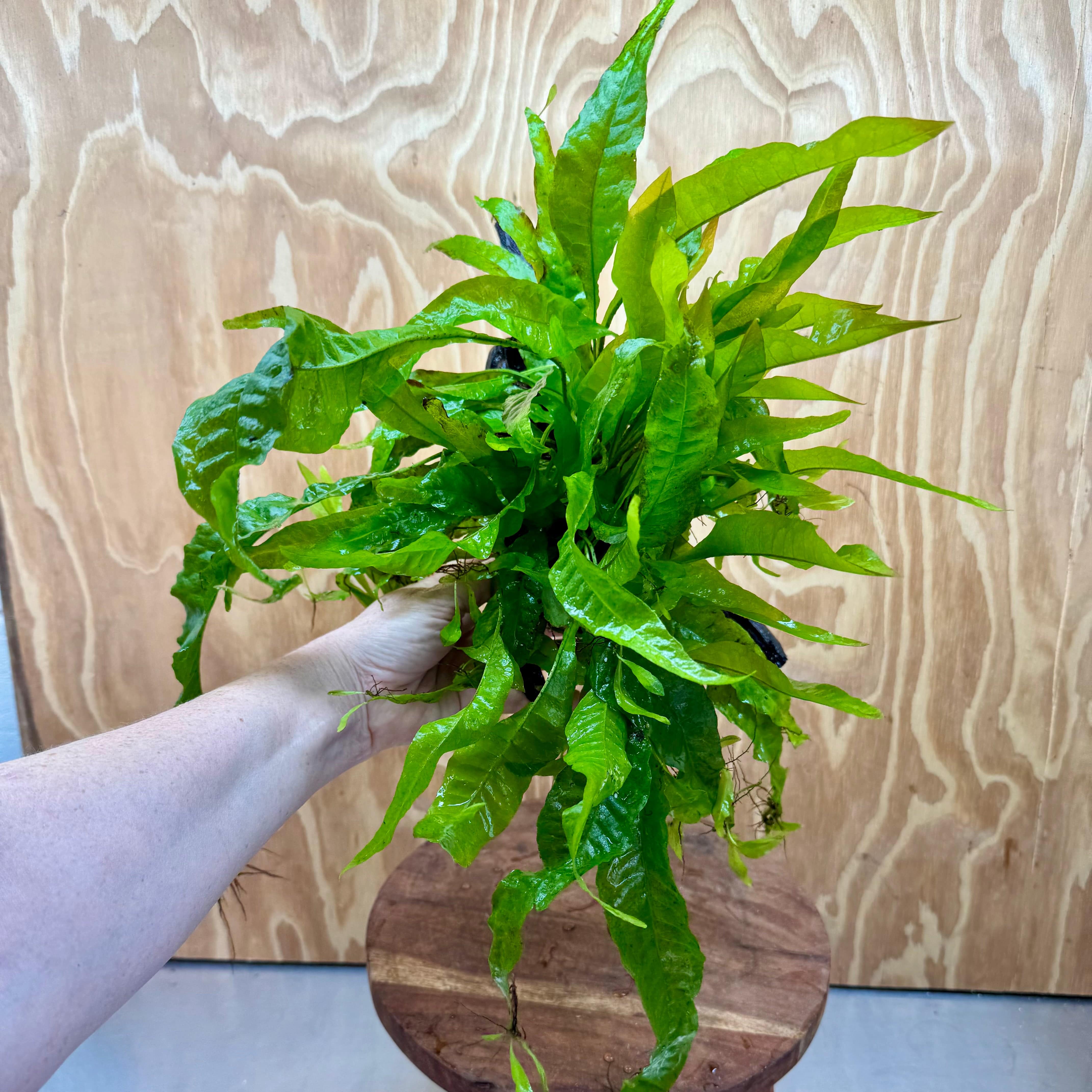 Scapeshop.com.au One Only Microsorum Driftwood Creation - Medium (Java Fern) - One Only - Bold Microsorum Driftwood Creation - Medium (Java Fern) - One Only - Bold