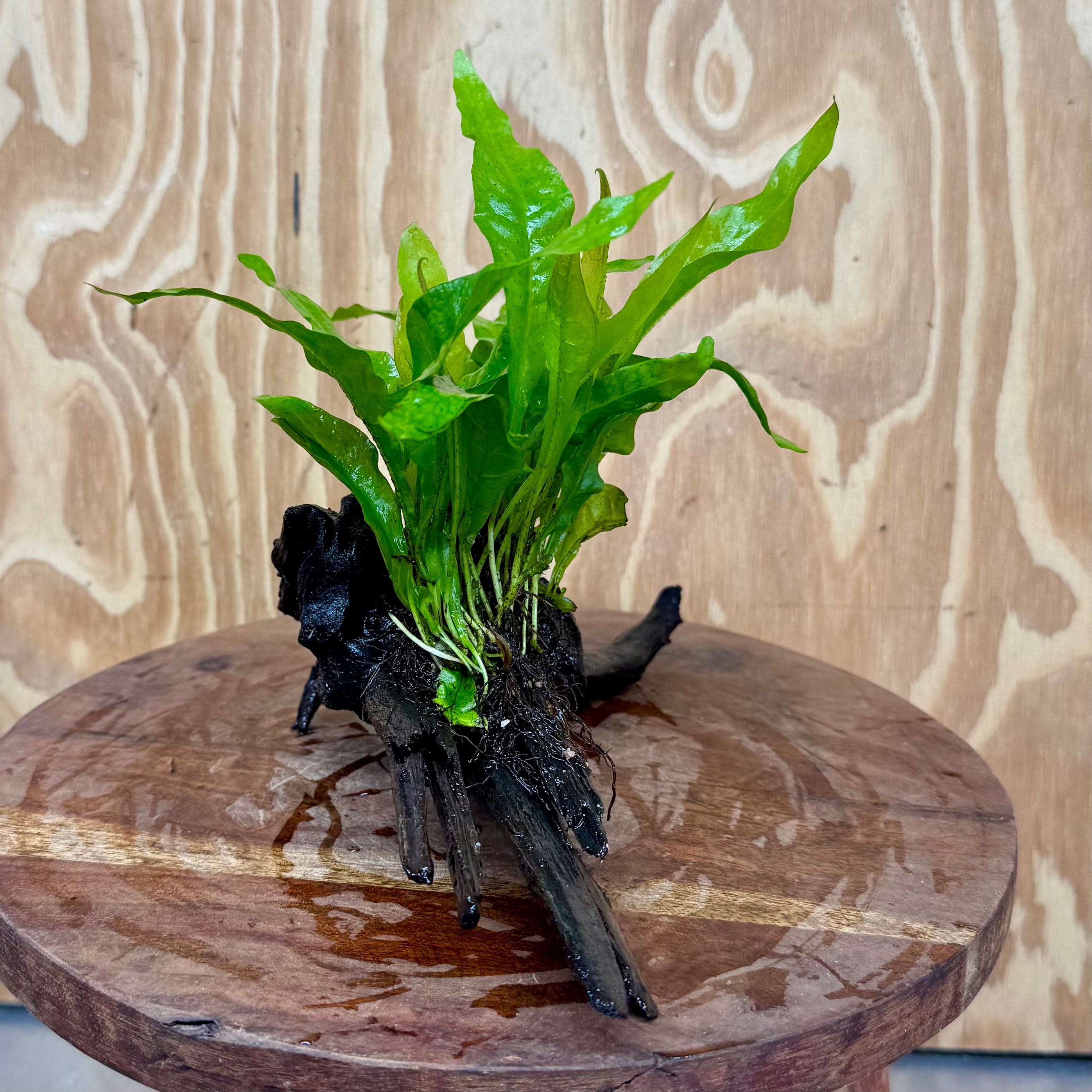 Scapeshop.com.au One Only Microsorum Driftwood Creation - Medium (Java Fern) - One Only - Dramatic Microsorum Driftwood Creation - Medium (Java Fern) - One Only - Dramatic