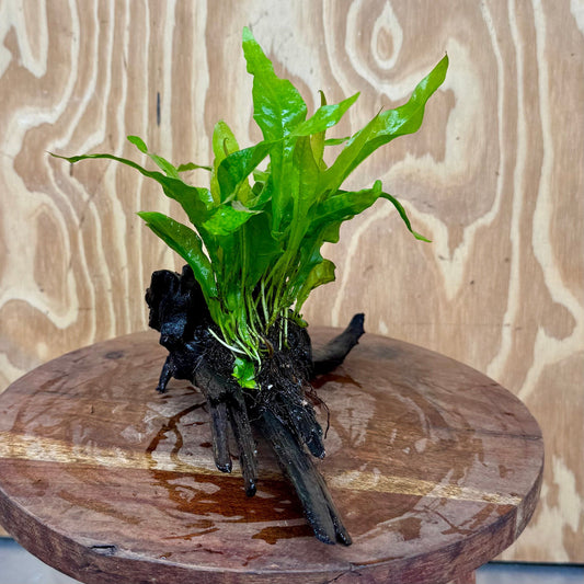 Scapeshop.com.au One Only Microsorum Driftwood Creation - Medium (Java Fern) - One Only - Dramatic Microsorum Driftwood Creation - Medium (Java Fern) - One Only - Dramatic