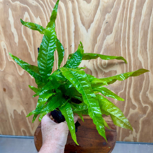 Scapeshop.com.au One Only Microsorum Driftwood Creation - Medium (Java Fern) - One Only - Dramatic Microsorum Driftwood Creation - Medium (Java Fern) - One Only - Dramatic