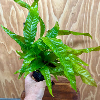 Scapeshop.com.au One Only Microsorum Driftwood Creation - Medium (Java Fern) - One Only - Dramatic Microsorum Driftwood Creation - Medium (Java Fern) - One Only - Dramatic