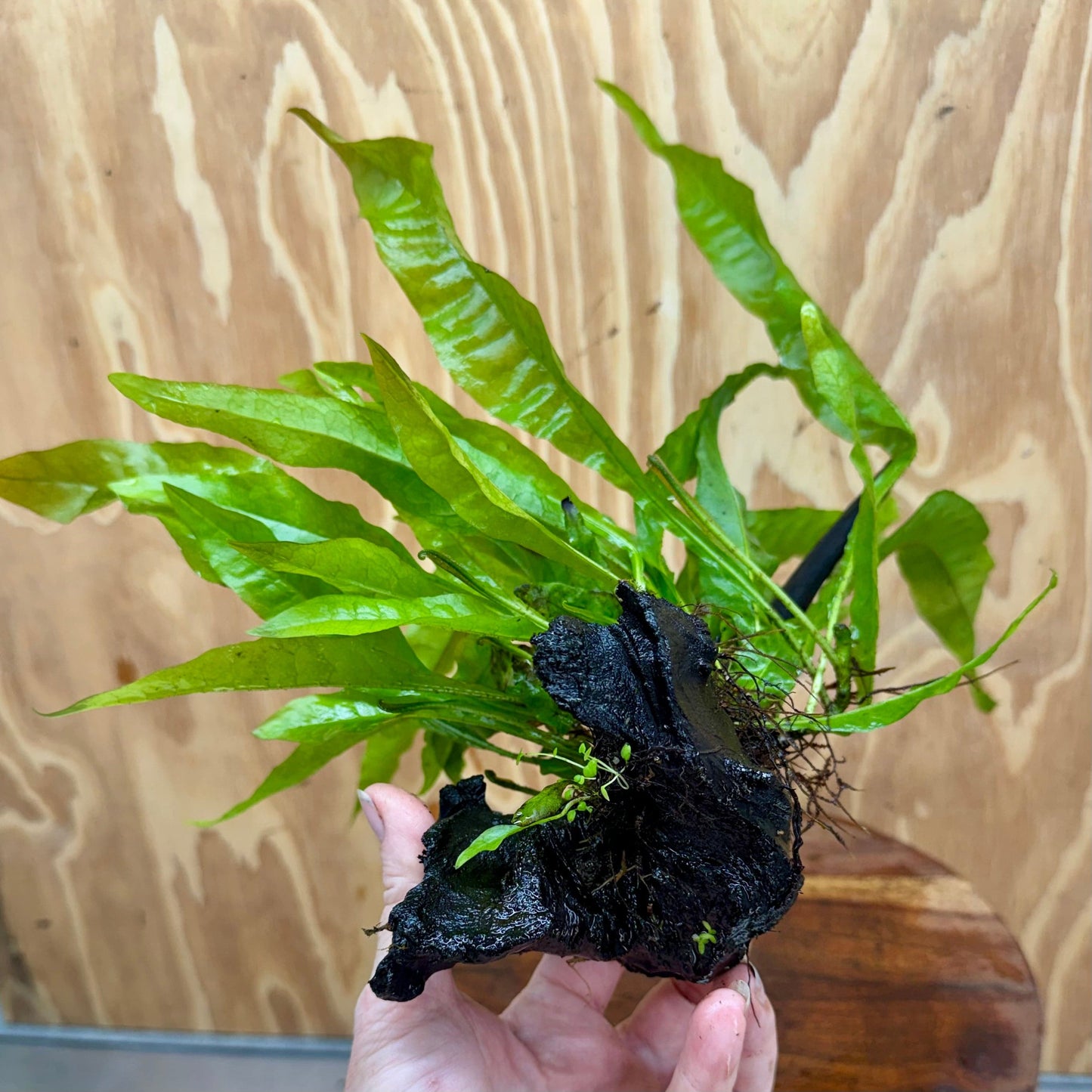 Scapeshop.com.au One Only Microsorum Driftwood Creation - Medium (Java Fern) - One Only - Dramatic Microsorum Driftwood Creation - Medium (Java Fern) - One Only - Dramatic