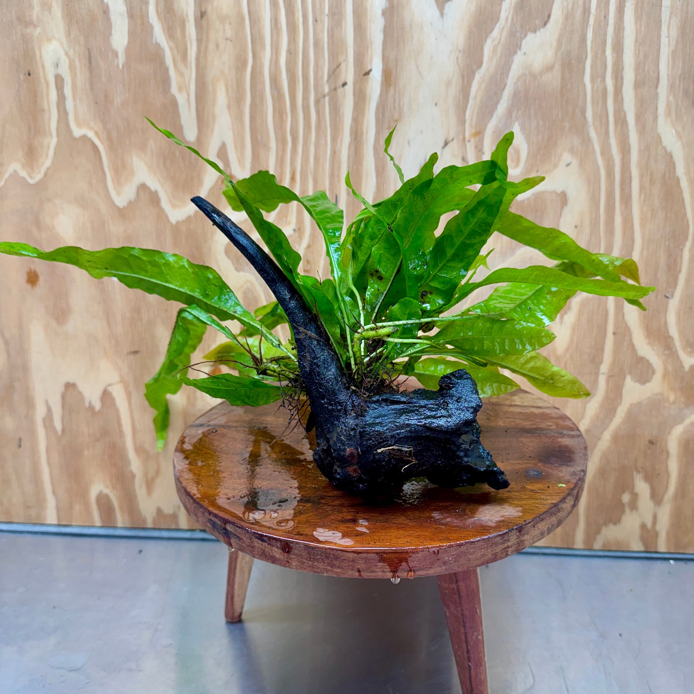 Scapeshop.com.au One Only Microsorum Driftwood Creation - Medium (Java Fern) - One Only - Dramatic Microsorum Driftwood Creation - Medium (Java Fern) - One Only - Dramatic