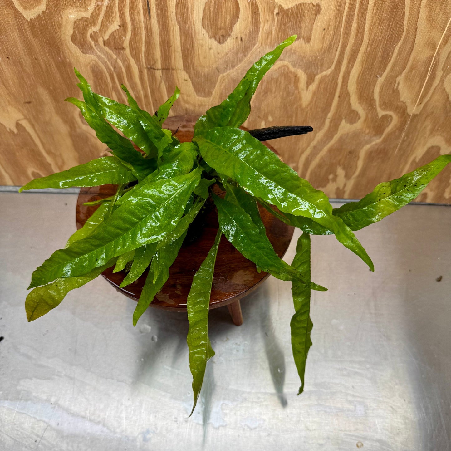 Scapeshop.com.au One Only Microsorum Driftwood Creation - Medium (Java Fern) - One Only - Dramatic Microsorum Driftwood Creation - Medium (Java Fern) - One Only - Dramatic