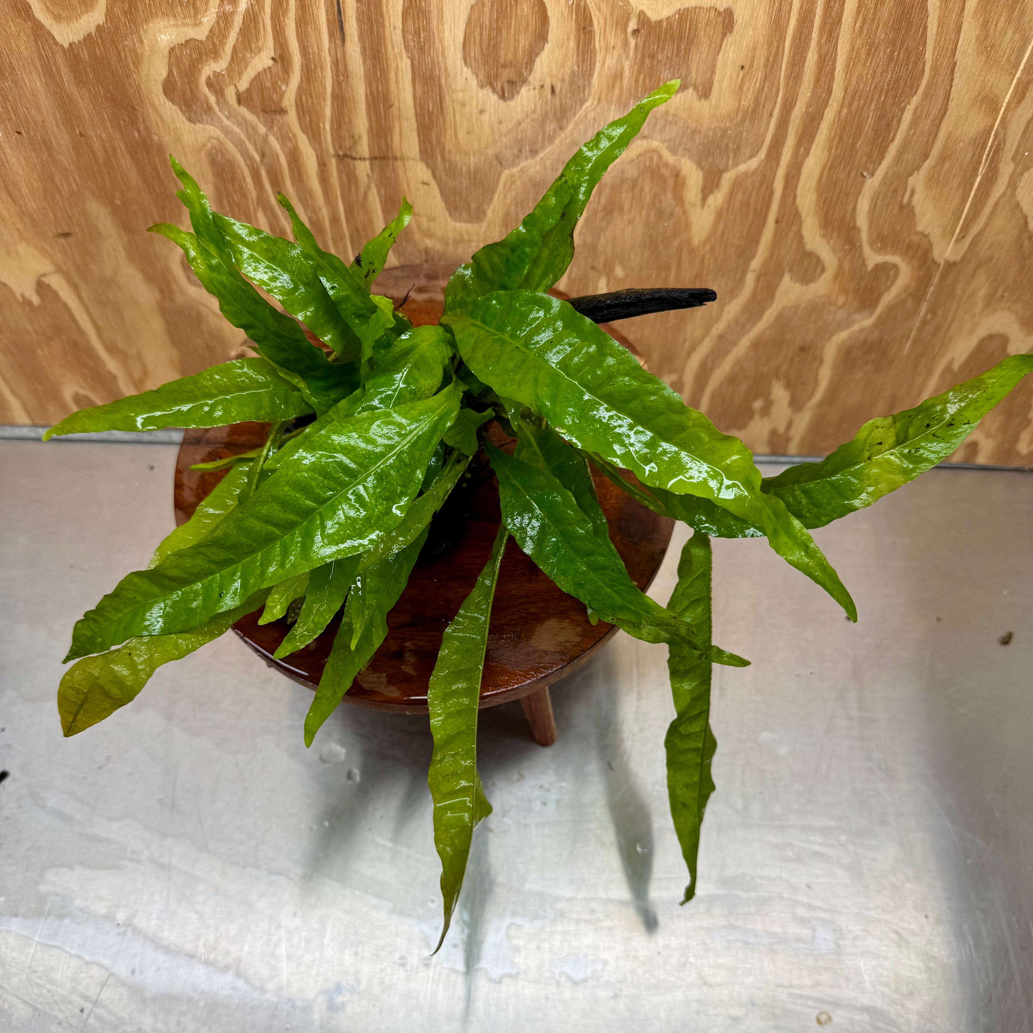 Scapeshop.com.au One Only Microsorum Driftwood Creation - Medium (Java Fern) - One Only - Dramatic Microsorum Driftwood Creation - Medium (Java Fern) - One Only - Dramatic