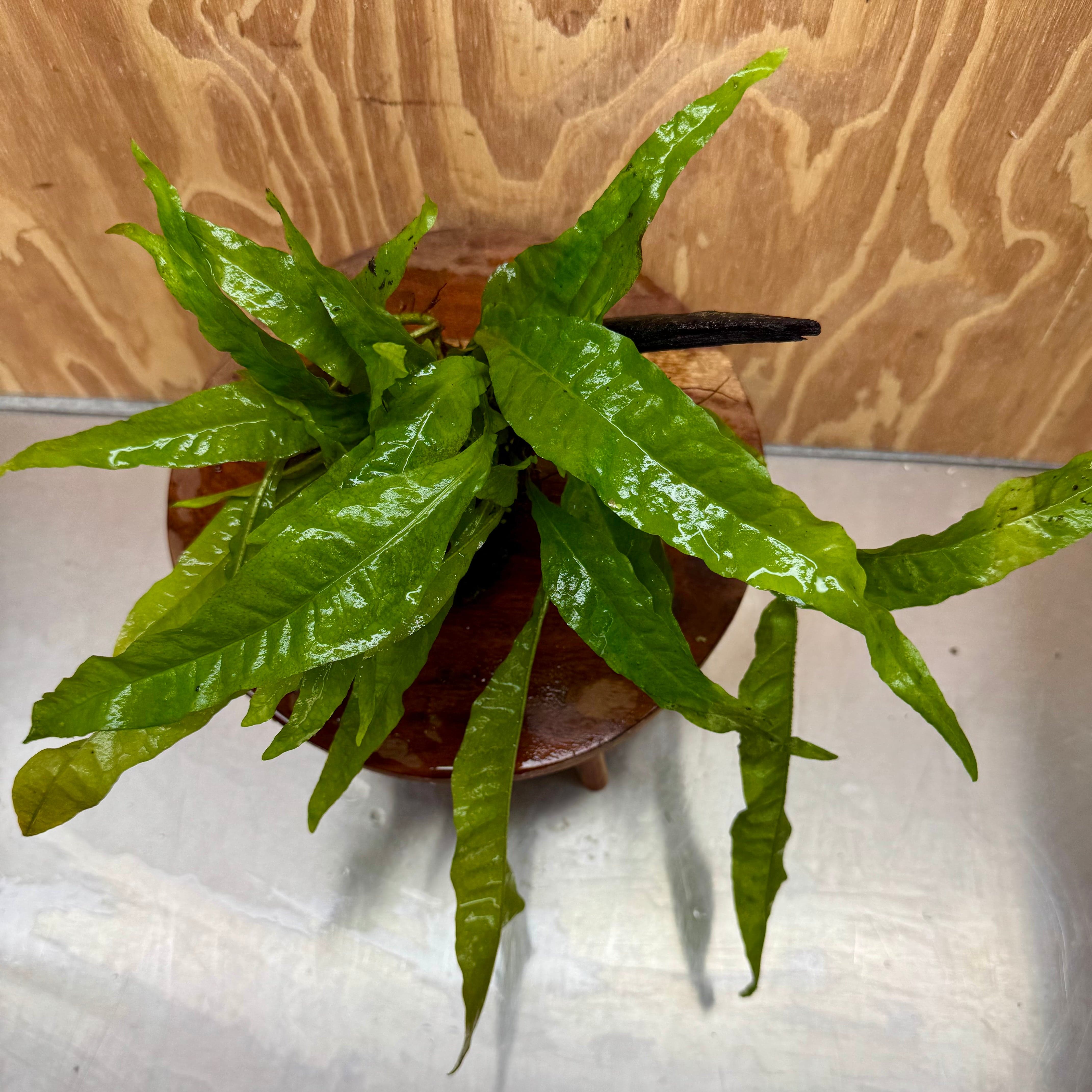 Scapeshop.com.au One Only Microsorum Driftwood Creation - Medium (Java Fern) - One Only - Dramatic Microsorum Driftwood Creation - Medium (Java Fern) - One Only - Dramatic