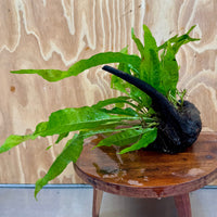 Scapeshop.com.au One Only Microsorum Driftwood Creation - Medium (Java Fern) - One Only - Dramatic Microsorum Driftwood Creation - Medium (Java Fern) - One Only - Dramatic