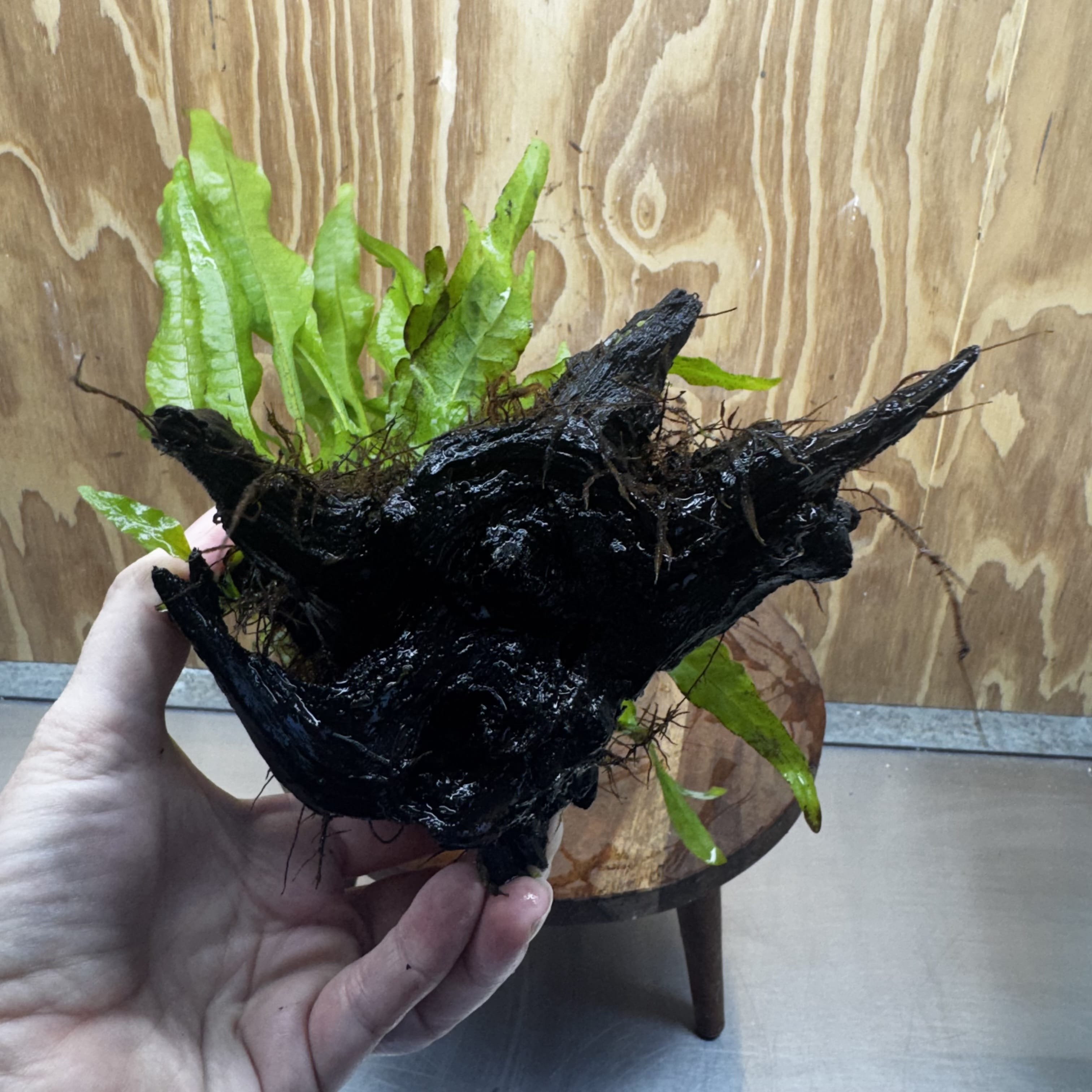 Scapeshop.com.au One Only Microsorum Driftwood Creation - Medium (Java Fern) - One Only - Dramatic Microsorum Driftwood Creation - Medium (Java Fern) - One Only - Dramatic