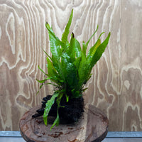 Scapeshop.com.au One Only Microsorum Driftwood Creation - Medium (Java Fern) - One Only - Dramatic Microsorum Driftwood Creation - Medium (Java Fern) - One Only - Dramatic