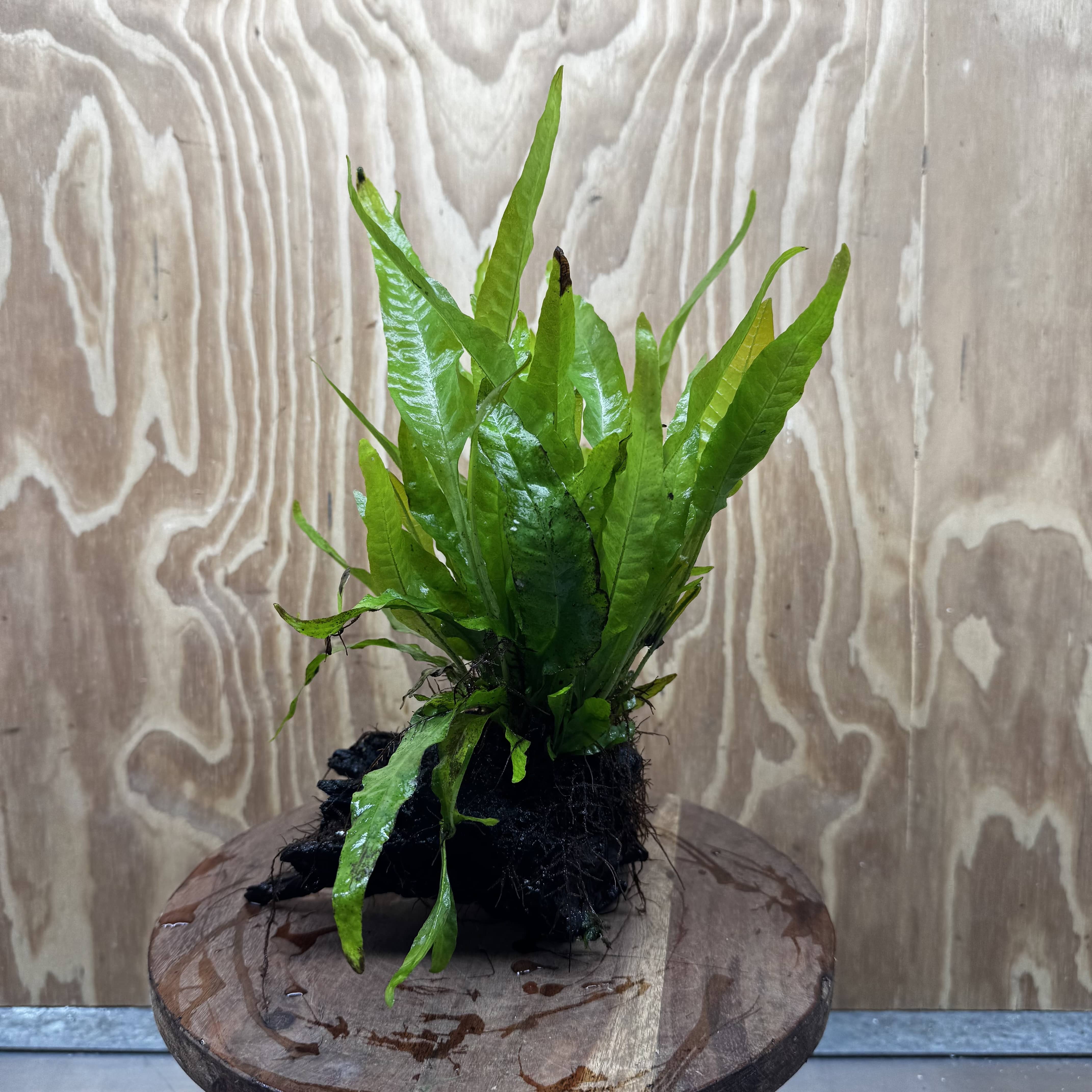 Scapeshop.com.au One Only Microsorum Driftwood Creation - Medium (Java Fern) - One Only - Dramatic Microsorum Driftwood Creation - Medium (Java Fern) - One Only - Dramatic