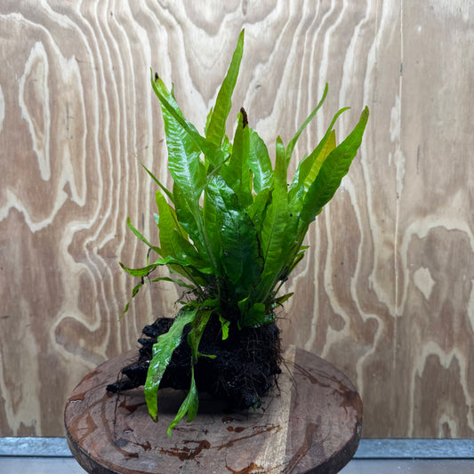 Scapeshop.com.au One Only Microsorum Driftwood Creation - Medium (Java Fern) - One Only - Dramatic Microsorum Driftwood Creation - Medium (Java Fern) - One Only - Dramatic