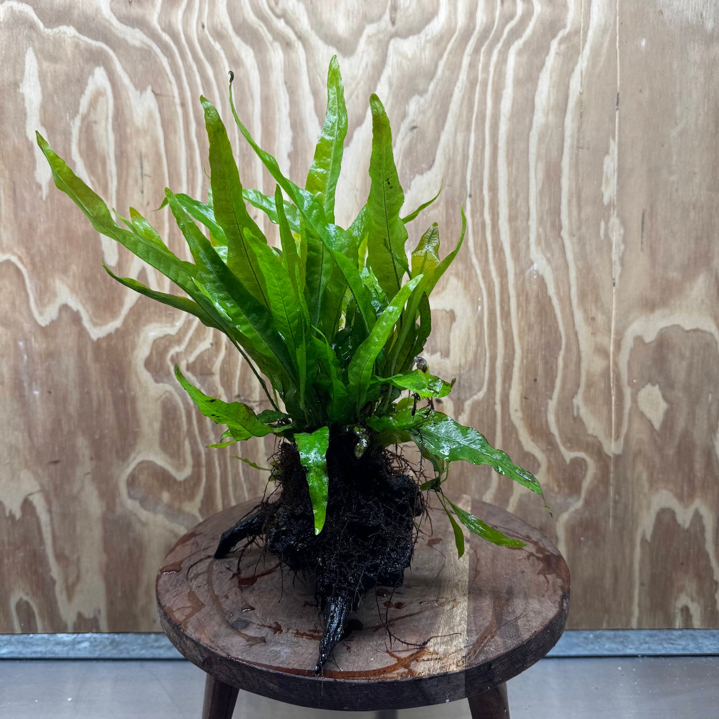 Scapeshop.com.au One Only Microsorum Driftwood Creation - Medium (Java Fern) - One Only - Dramatic Microsorum Driftwood Creation - Medium (Java Fern) - One Only - Dramatic
