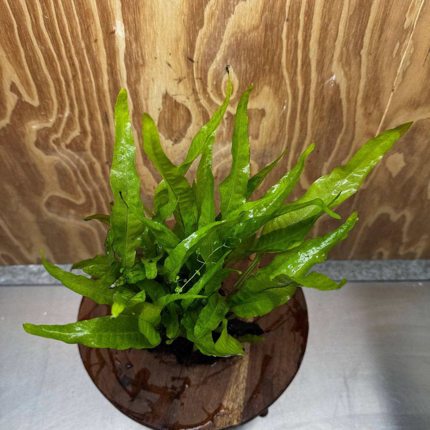 Scapeshop.com.au One Only Microsorum Driftwood Creation - Medium (Java Fern) - One Only - Dramatic Microsorum Driftwood Creation - Medium (Java Fern) - One Only - Dramatic