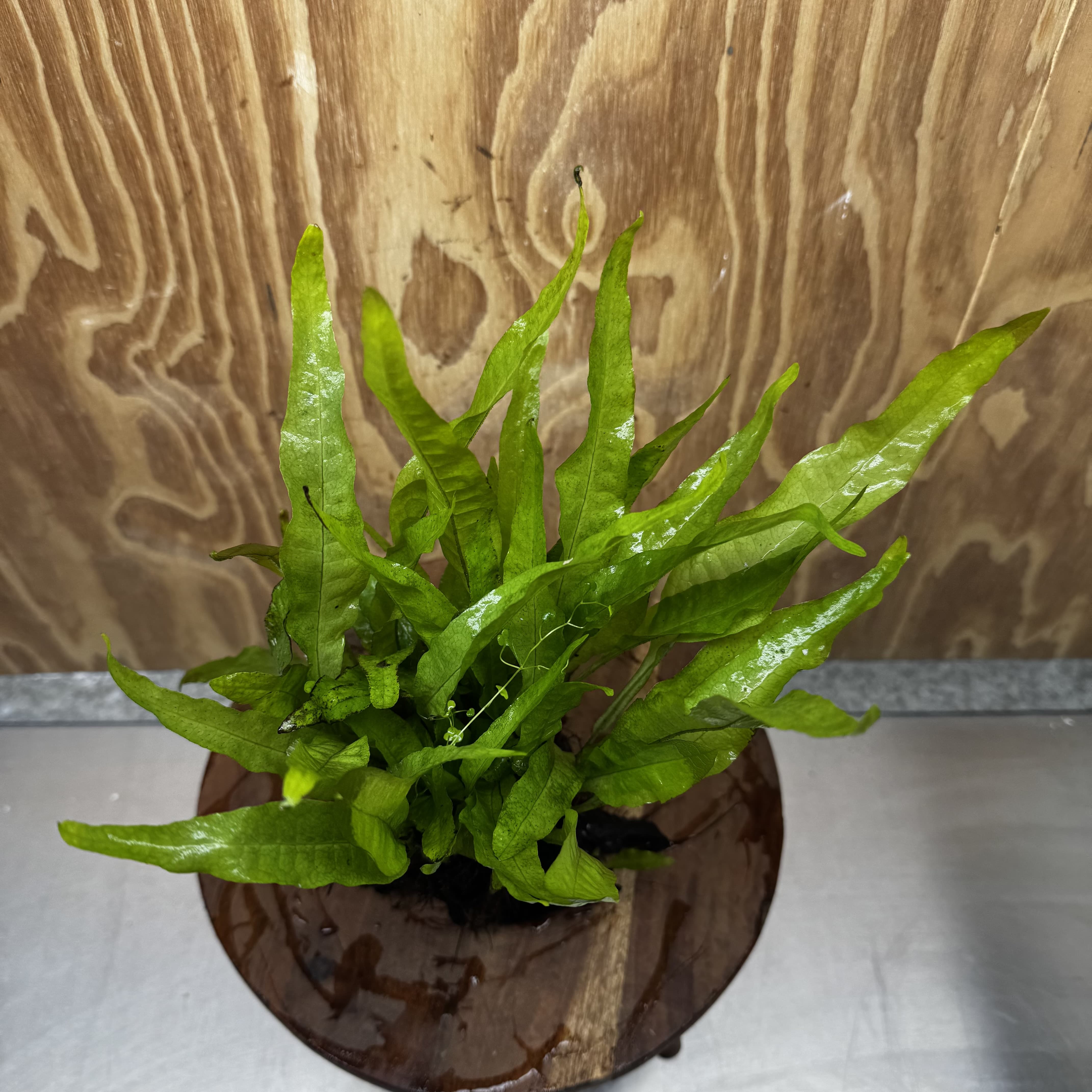 Scapeshop.com.au One Only Microsorum Driftwood Creation - Medium (Java Fern) - One Only - Dramatic Microsorum Driftwood Creation - Medium (Java Fern) - One Only - Dramatic