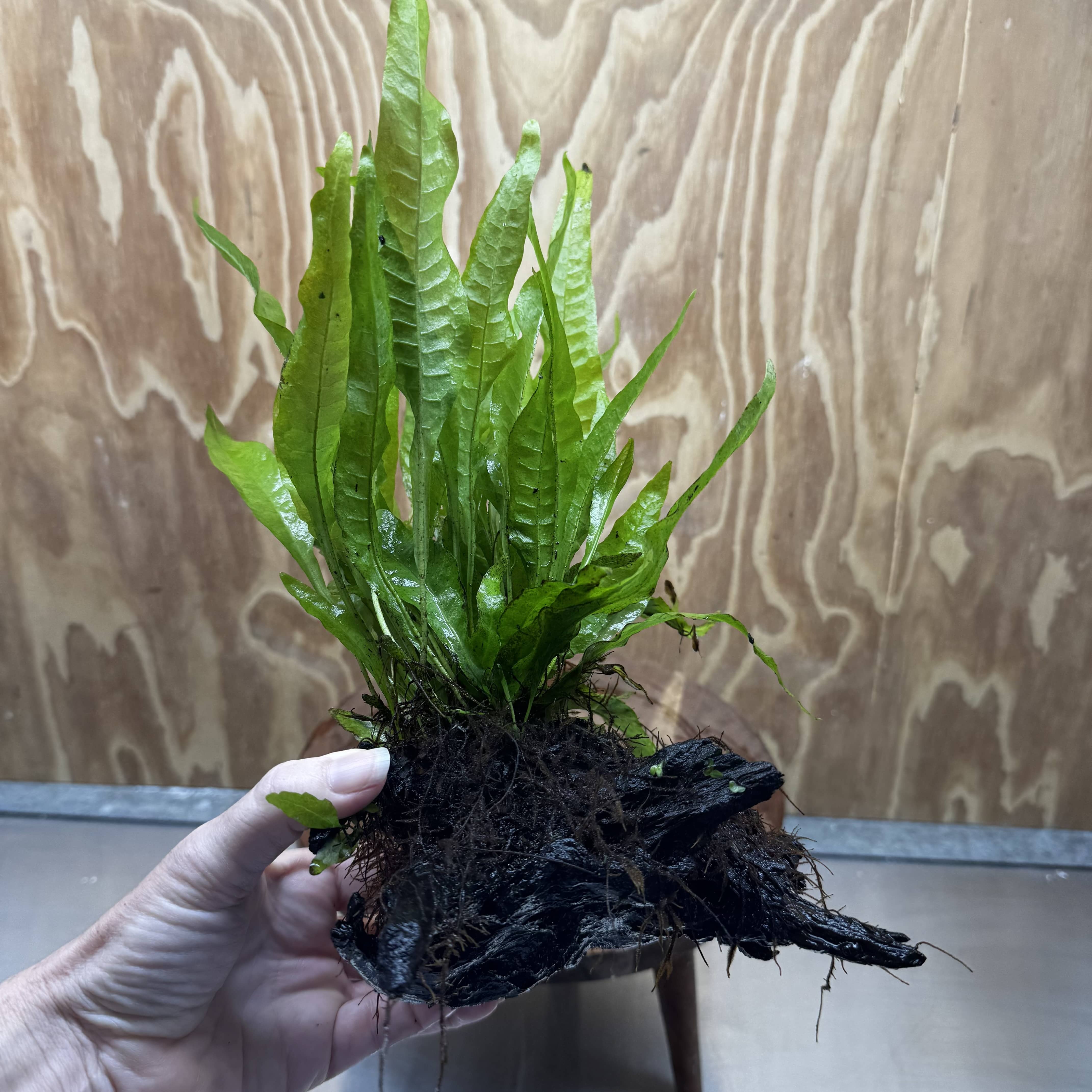 Scapeshop.com.au One Only Microsorum Driftwood Creation - Medium (Java Fern) - One Only - Dramatic Microsorum Driftwood Creation - Medium (Java Fern) - One Only - Dramatic