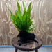 Scapeshop.com.au One Only Microsorum Driftwood Creation - Medium (Java Fern) - One Only - Dramatic Microsorum Driftwood Creation - Medium (Java Fern) - One Only - Dramatic