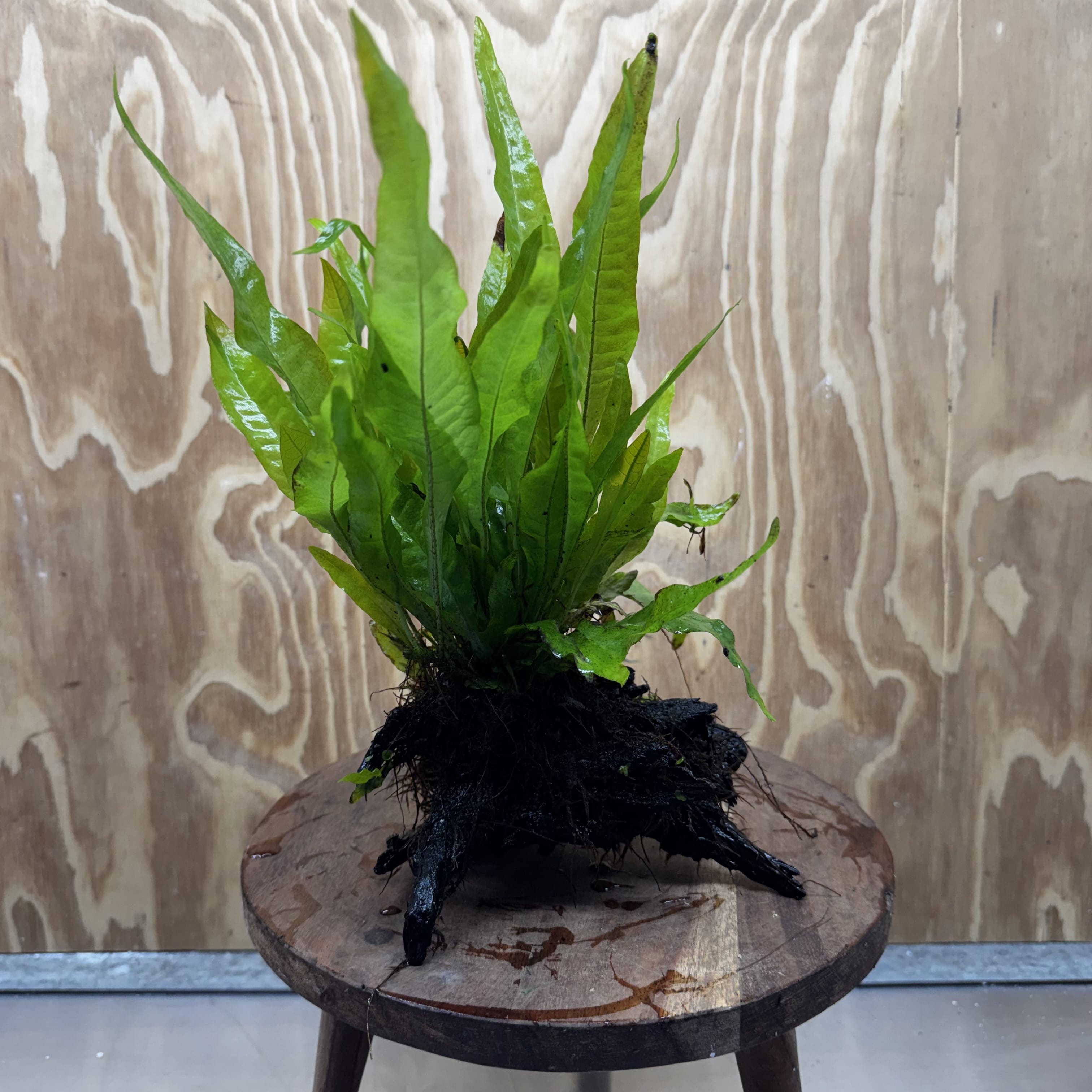Scapeshop.com.au One Only Microsorum Driftwood Creation - Medium (Java Fern) - One Only - Dramatic Microsorum Driftwood Creation - Medium (Java Fern) - One Only - Dramatic