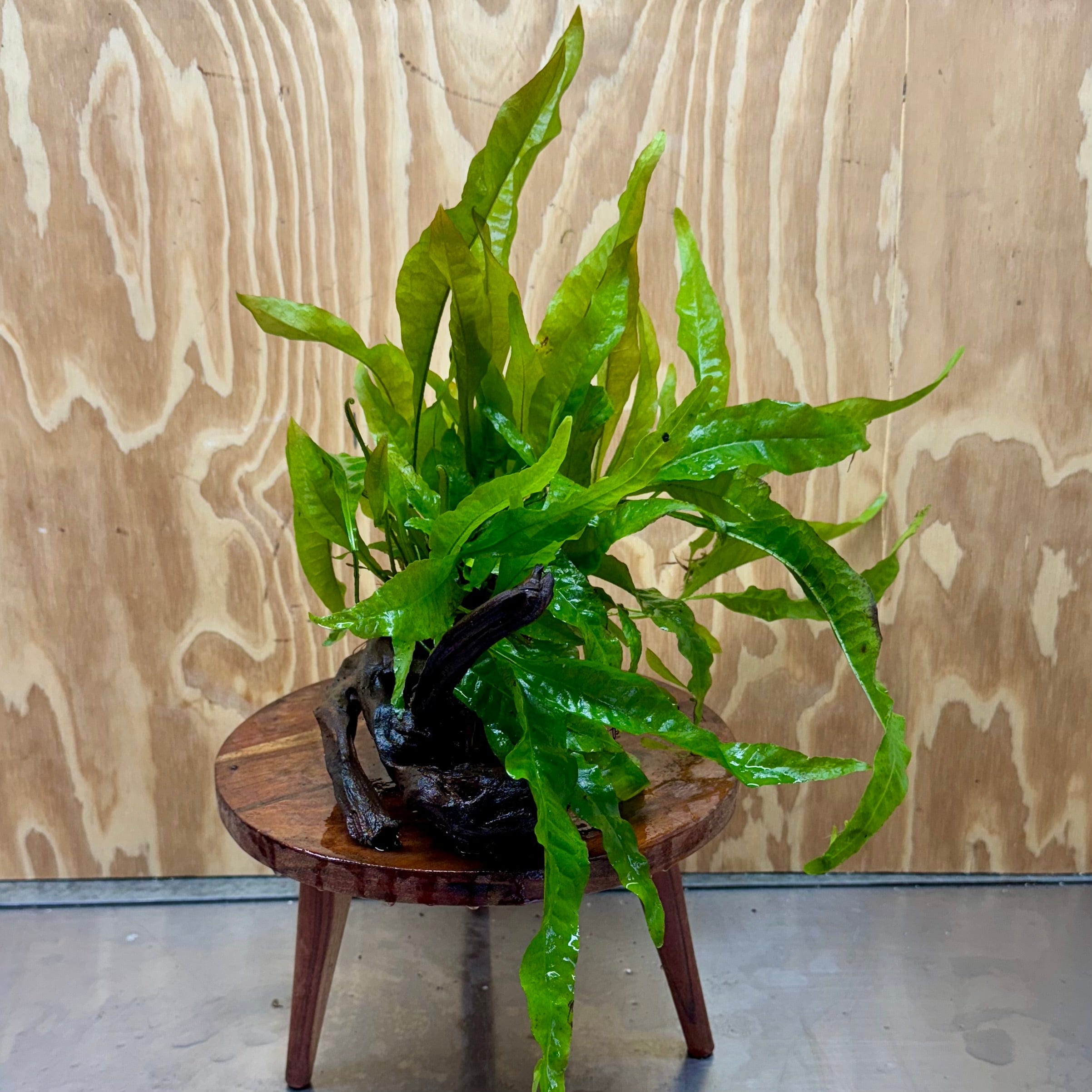 Scapeshop.com.au One Only Microsorum Driftwood Creation - Medium (Java Fern) - One Only - Dramatic Microsorum Driftwood Creation - Medium (Java Fern) - One Only - Dramatic