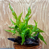 Scapeshop.com.au One Only Microsorum Driftwood Creation - Medium (Java Fern) - One Only - Dramatic Microsorum Driftwood Creation - Medium (Java Fern) - One Only - Dramatic