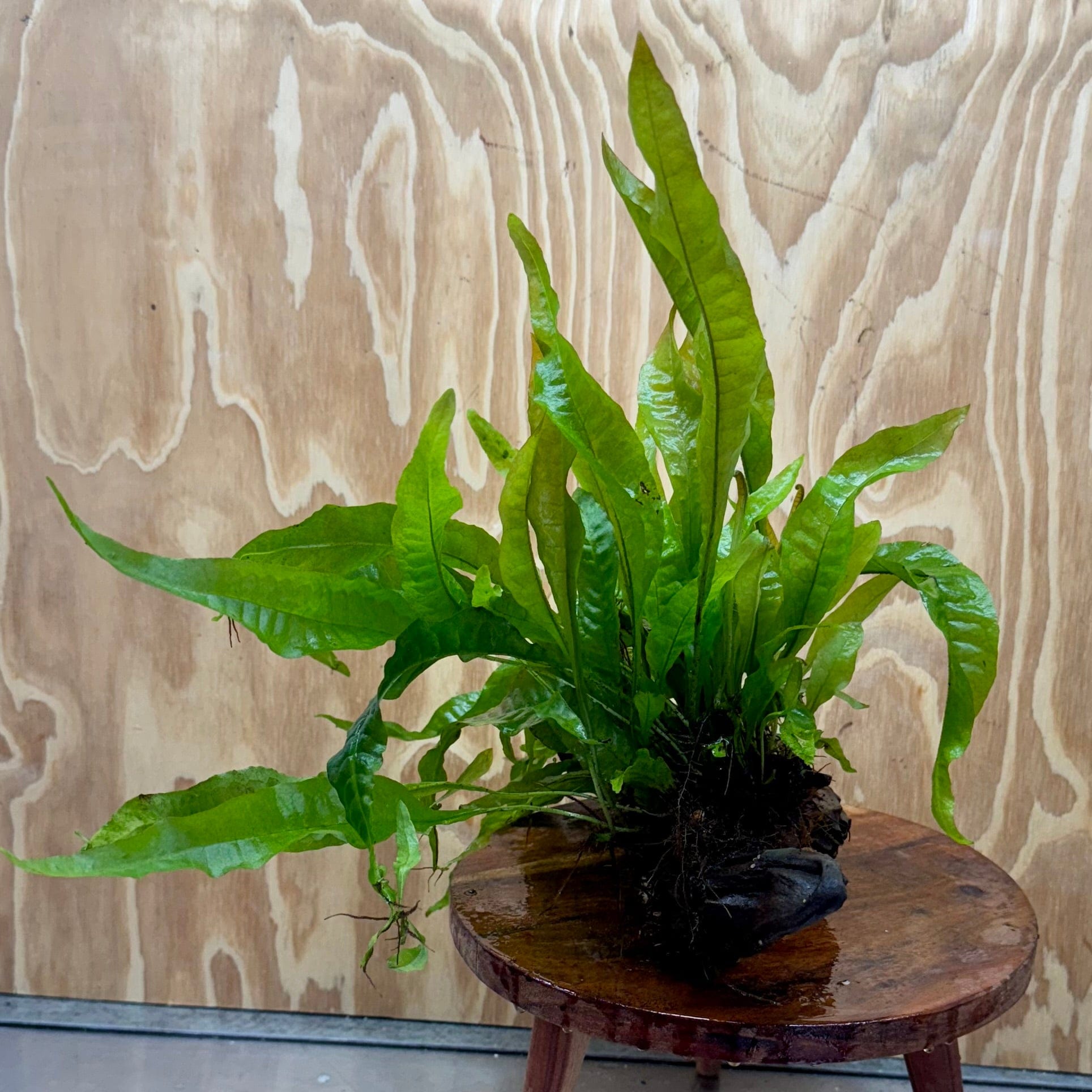 Scapeshop.com.au One Only Microsorum Driftwood Creation - Medium (Java Fern) - One Only - Dramatic Microsorum Driftwood Creation - Medium (Java Fern) - One Only - Dramatic