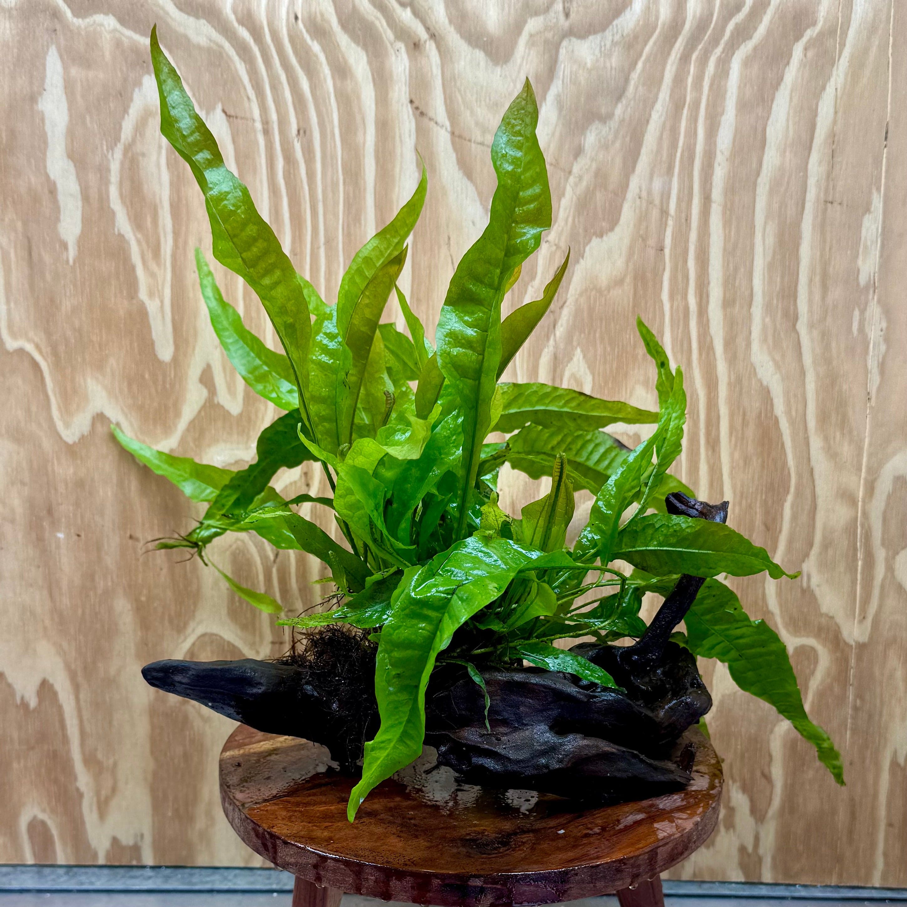 Scapeshop.com.au One Only Microsorum Driftwood Creation - Medium (Java Fern) - One Only - Dramatic Microsorum Driftwood Creation - Medium (Java Fern) - One Only - Dramatic