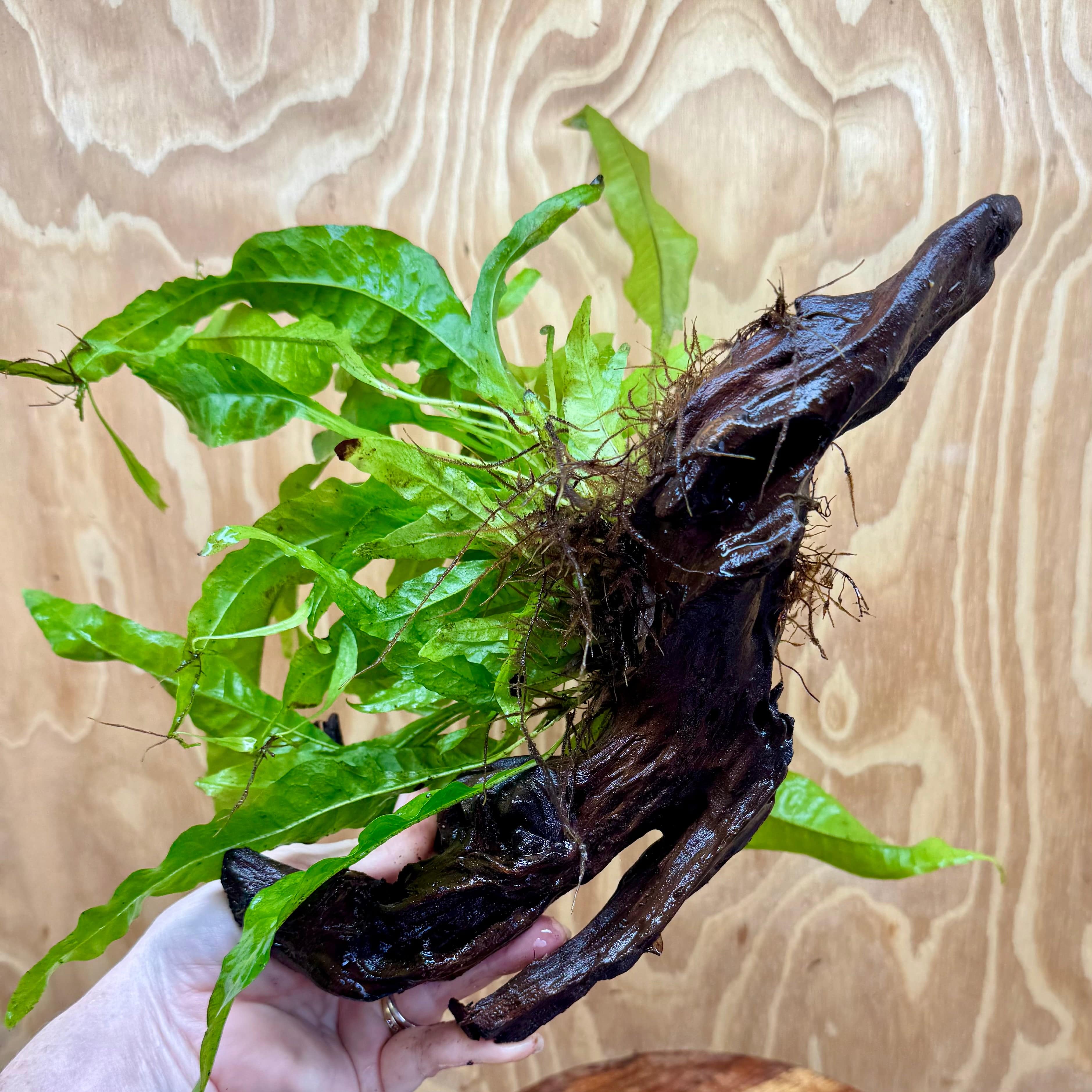 Scapeshop.com.au One Only Microsorum Driftwood Creation - Medium (Java Fern) - One Only - Dramatic Microsorum Driftwood Creation - Medium (Java Fern) - One Only - Dramatic