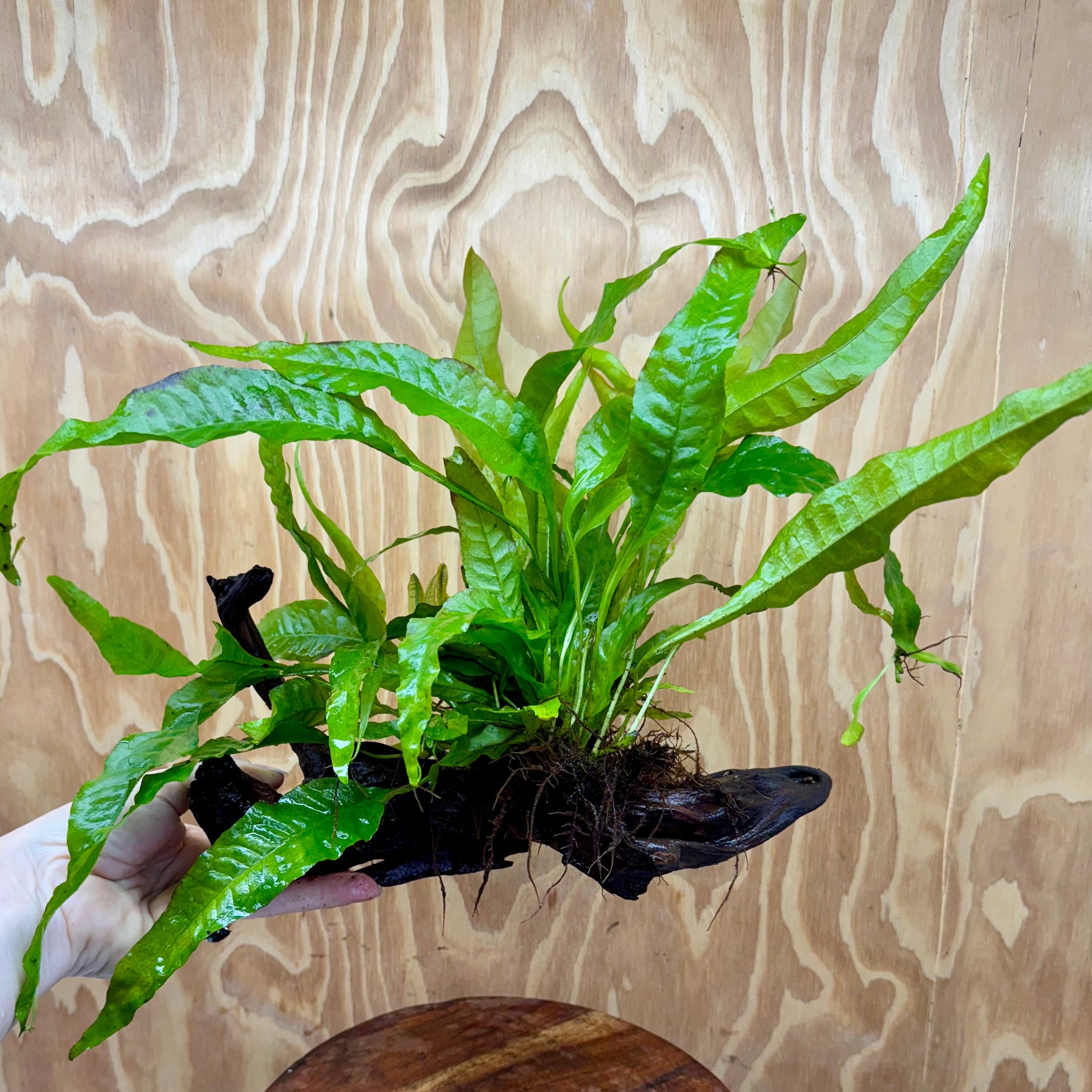 Scapeshop.com.au One Only Microsorum Driftwood Creation - Medium (Java Fern) - One Only - Dramatic Microsorum Driftwood Creation - Medium (Java Fern) - One Only - Dramatic