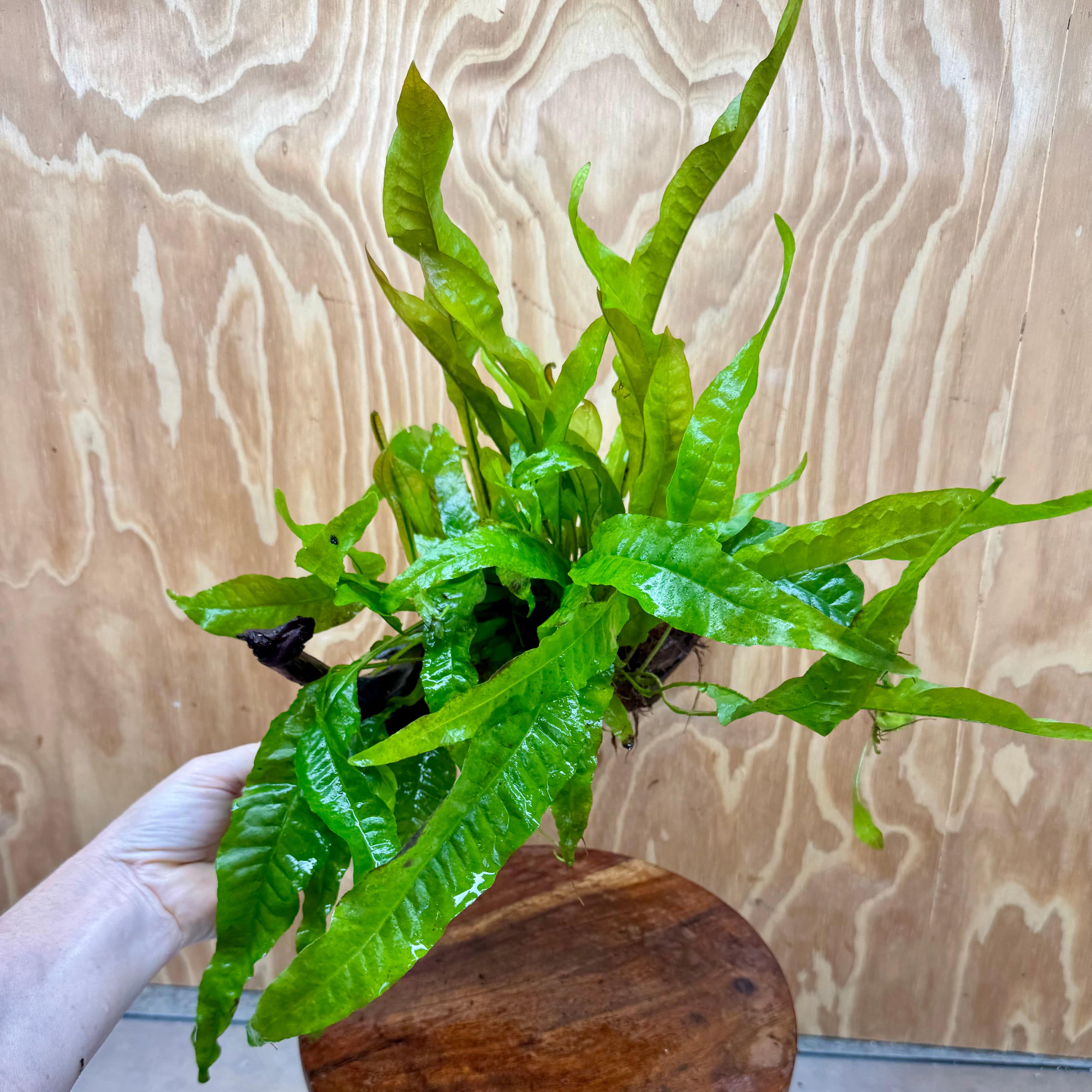 Scapeshop.com.au One Only Microsorum Driftwood Creation - Medium (Java Fern) - One Only - Dramatic Microsorum Driftwood Creation - Medium (Java Fern) - One Only - Dramatic