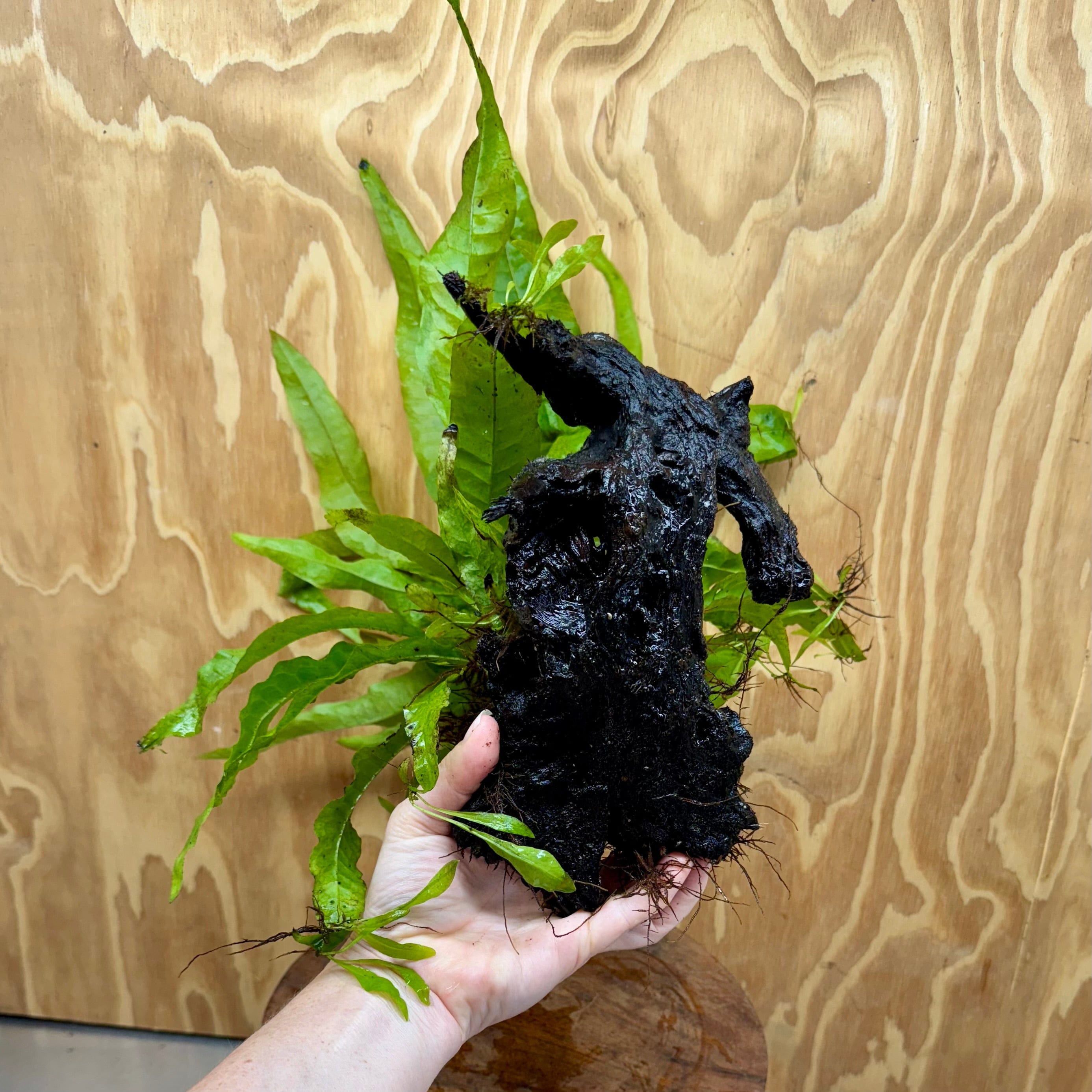 Scapeshop.com.au One Only Microsorum Driftwood Creation - Medium (Java Fern) - One Only - Dramatic Microsorum Driftwood Creation - Medium (Java Fern) - One Only - Dramatic