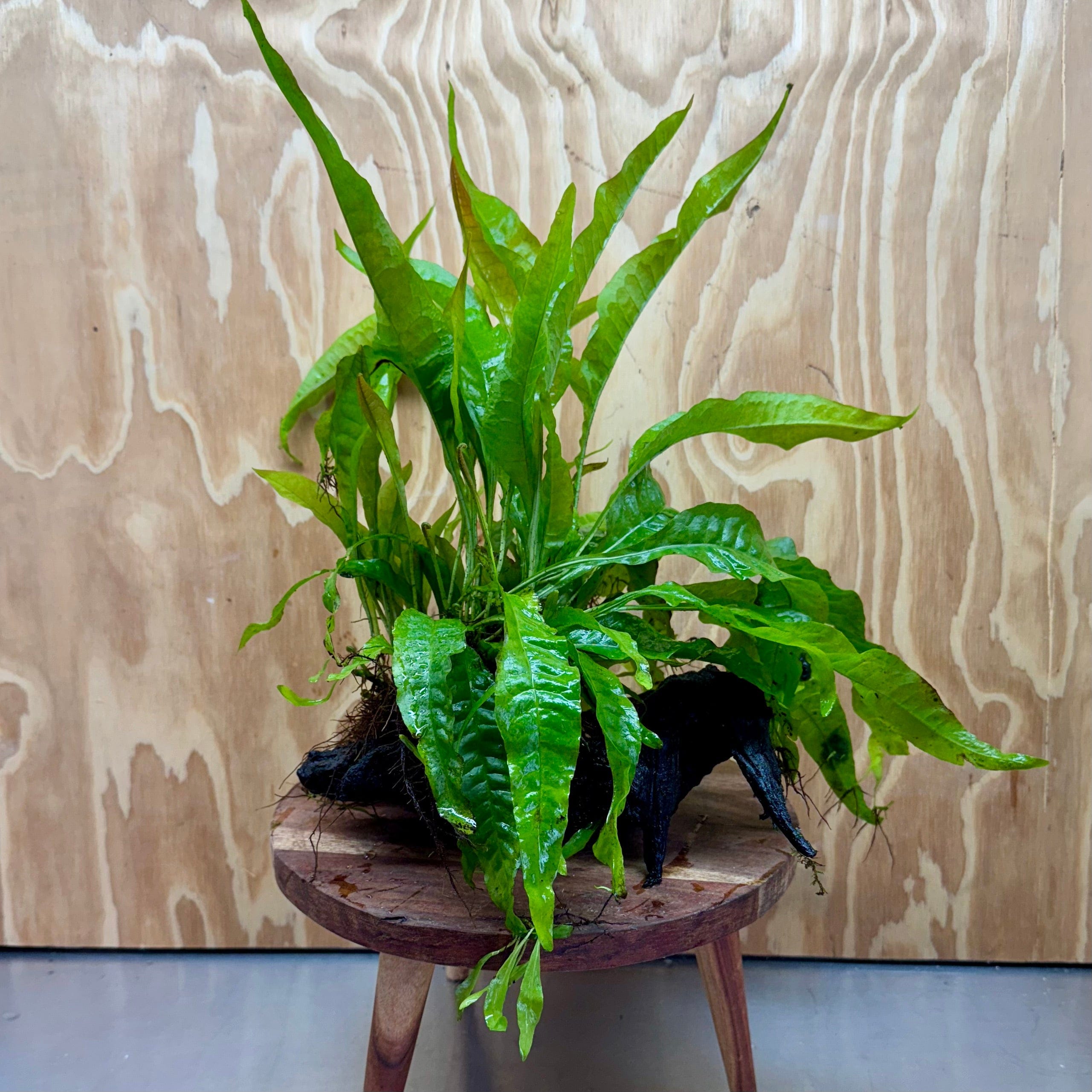 Scapeshop.com.au One Only Microsorum Driftwood Creation - Medium (Java Fern) - One Only - Dramatic Microsorum Driftwood Creation - Medium (Java Fern) - One Only - Dramatic