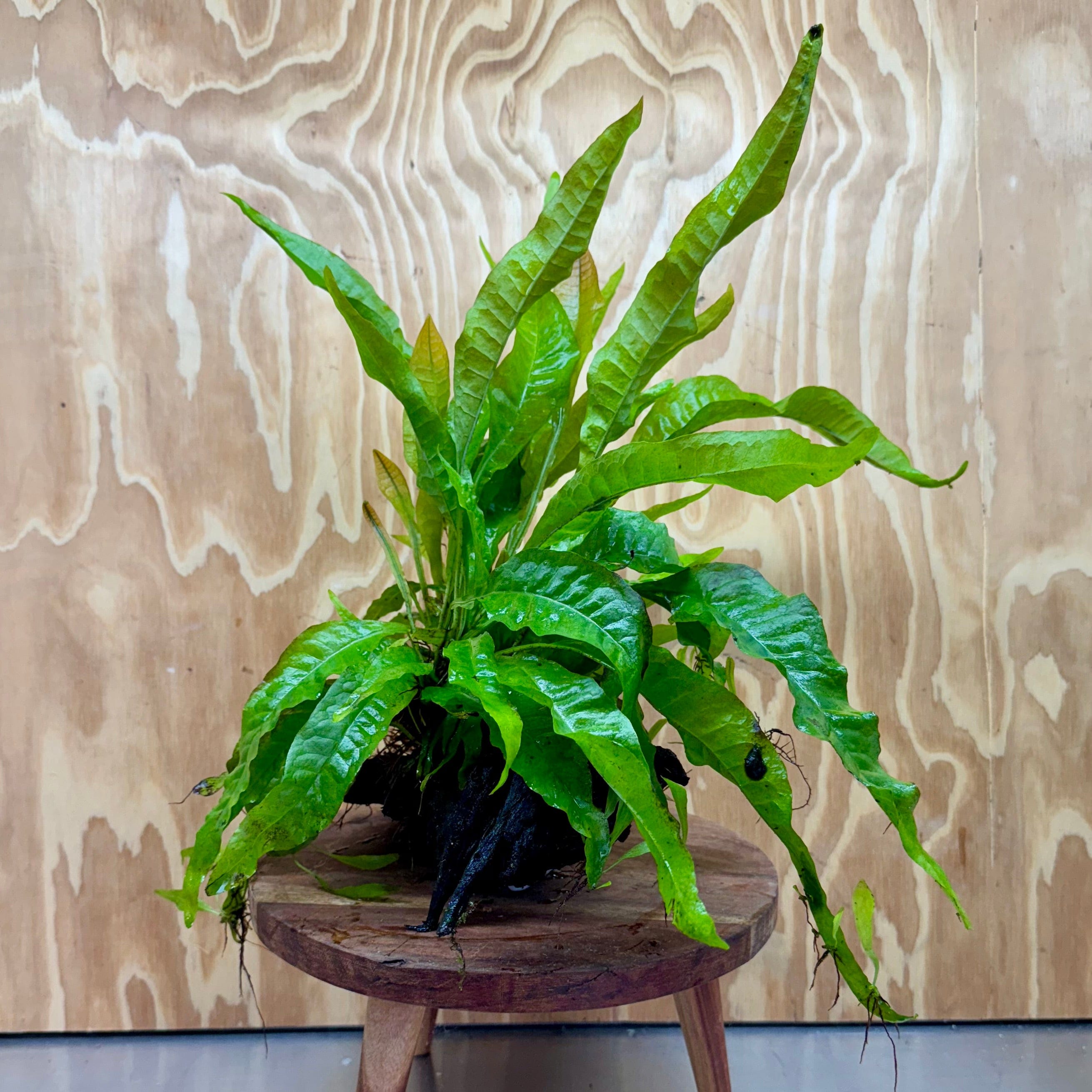 Scapeshop.com.au One Only Microsorum Driftwood Creation - Medium (Java Fern) - One Only - Dramatic Microsorum Driftwood Creation - Medium (Java Fern) - One Only - Dramatic