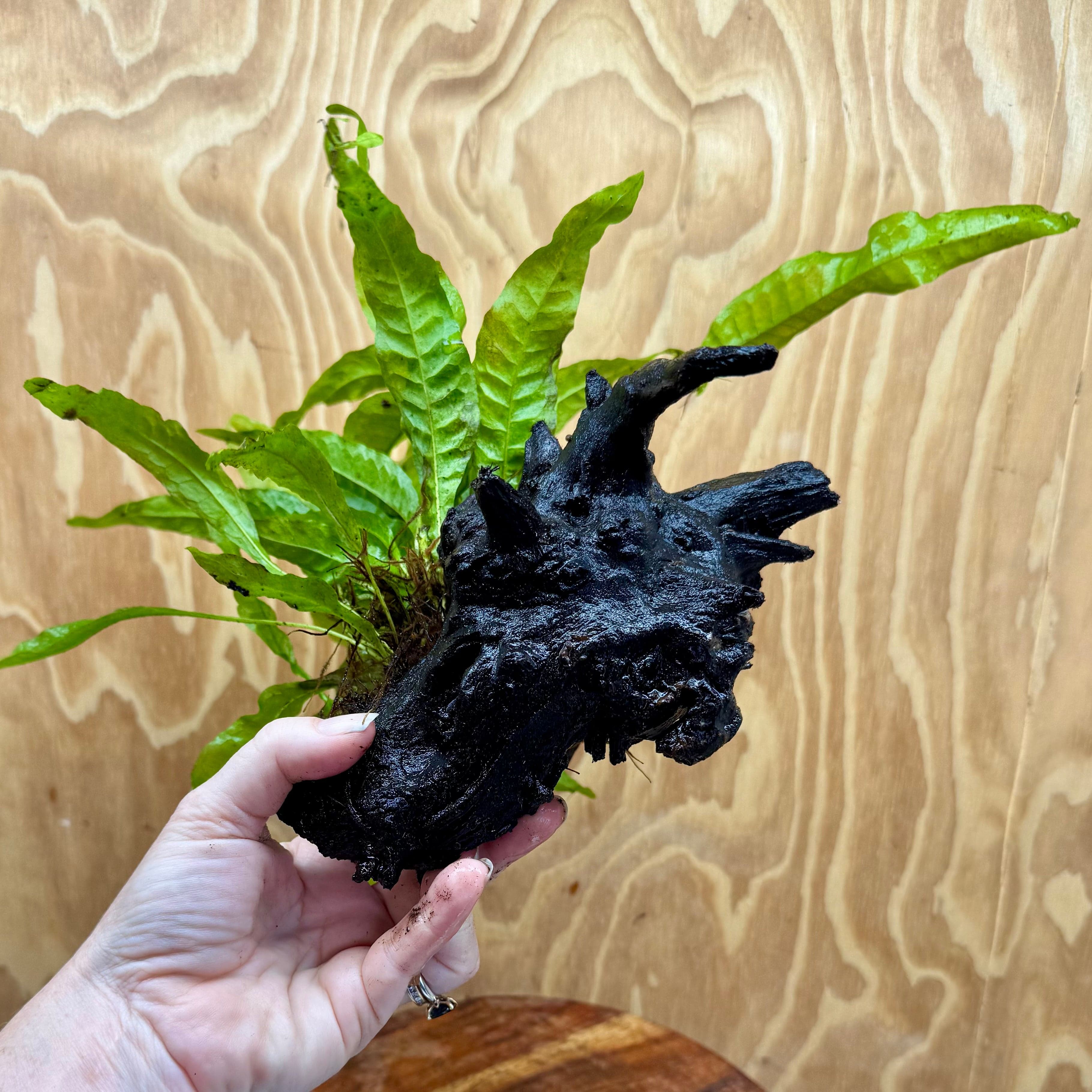 Scapeshop.com.au One Only Microsorum Driftwood Creation - Medium (Java Fern) - One Only - Elegant Microsorum Driftwood Creation - Medium (Java Fern) - One Only - Elegant