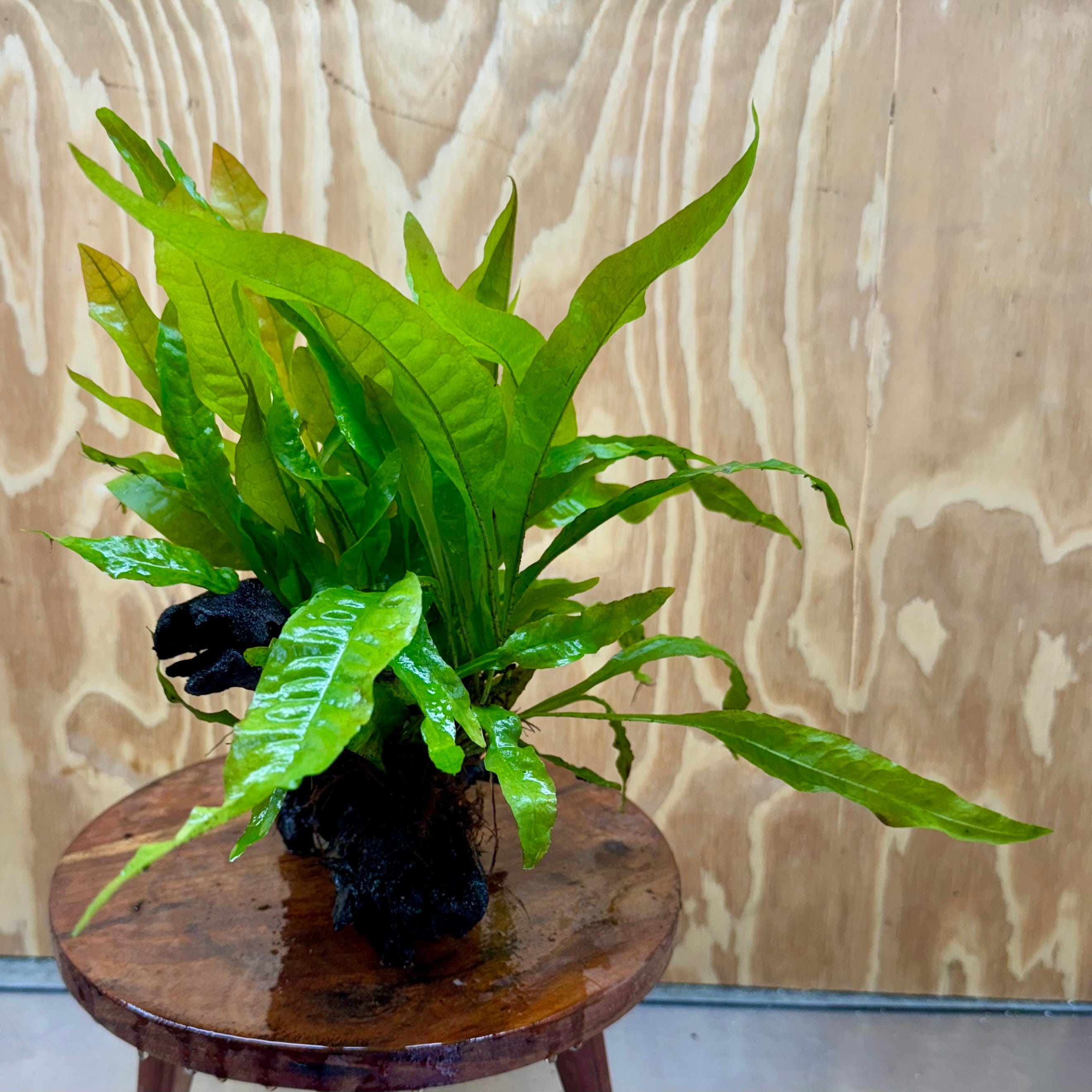 Scapeshop.com.au One Only Microsorum Driftwood Creation - Medium (Java Fern) - One Only - Elegant Microsorum Driftwood Creation - Medium (Java Fern) - One Only - Elegant