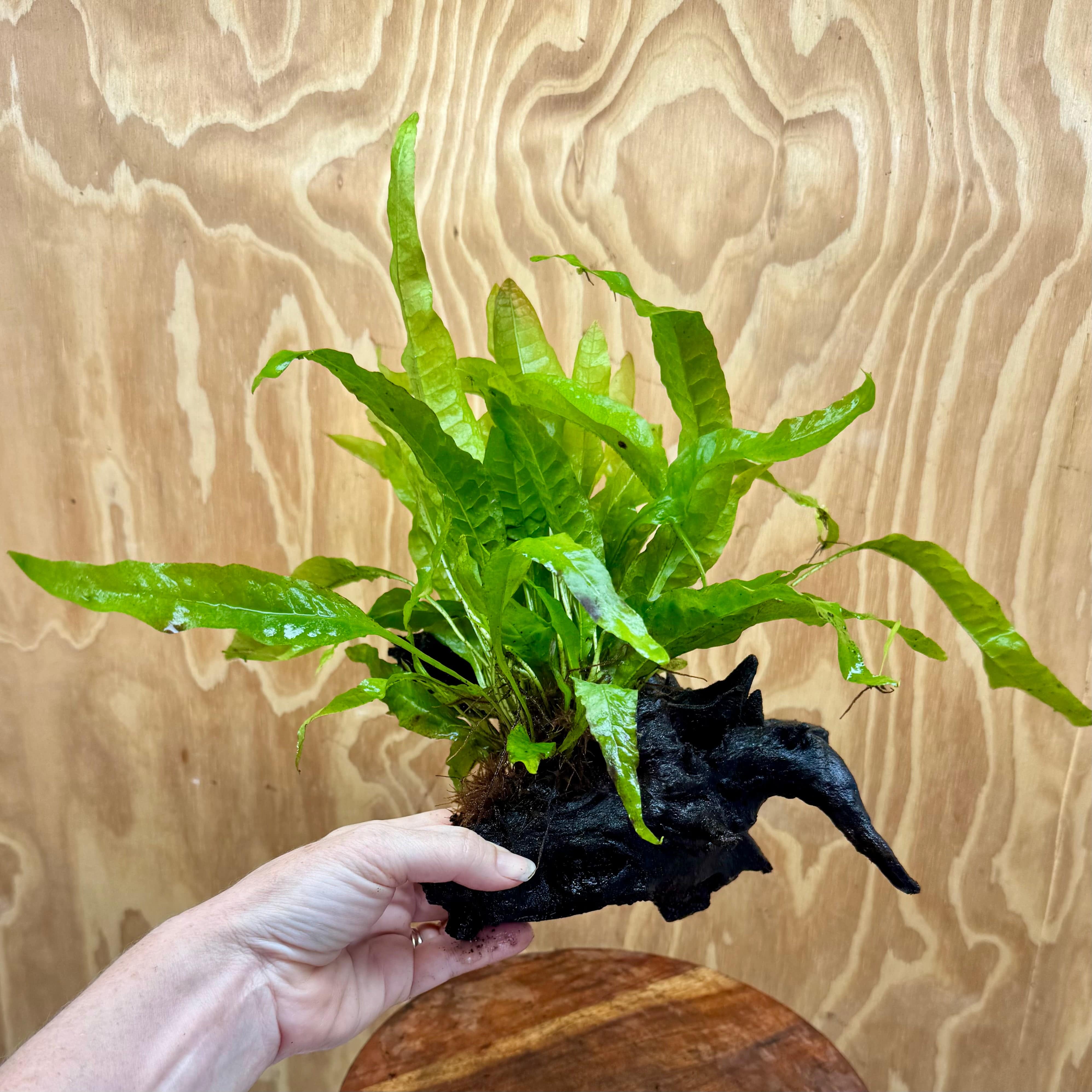 Scapeshop.com.au One Only Microsorum Driftwood Creation - Medium (Java Fern) - One Only - Elegant Microsorum Driftwood Creation - Medium (Java Fern) - One Only - Elegant