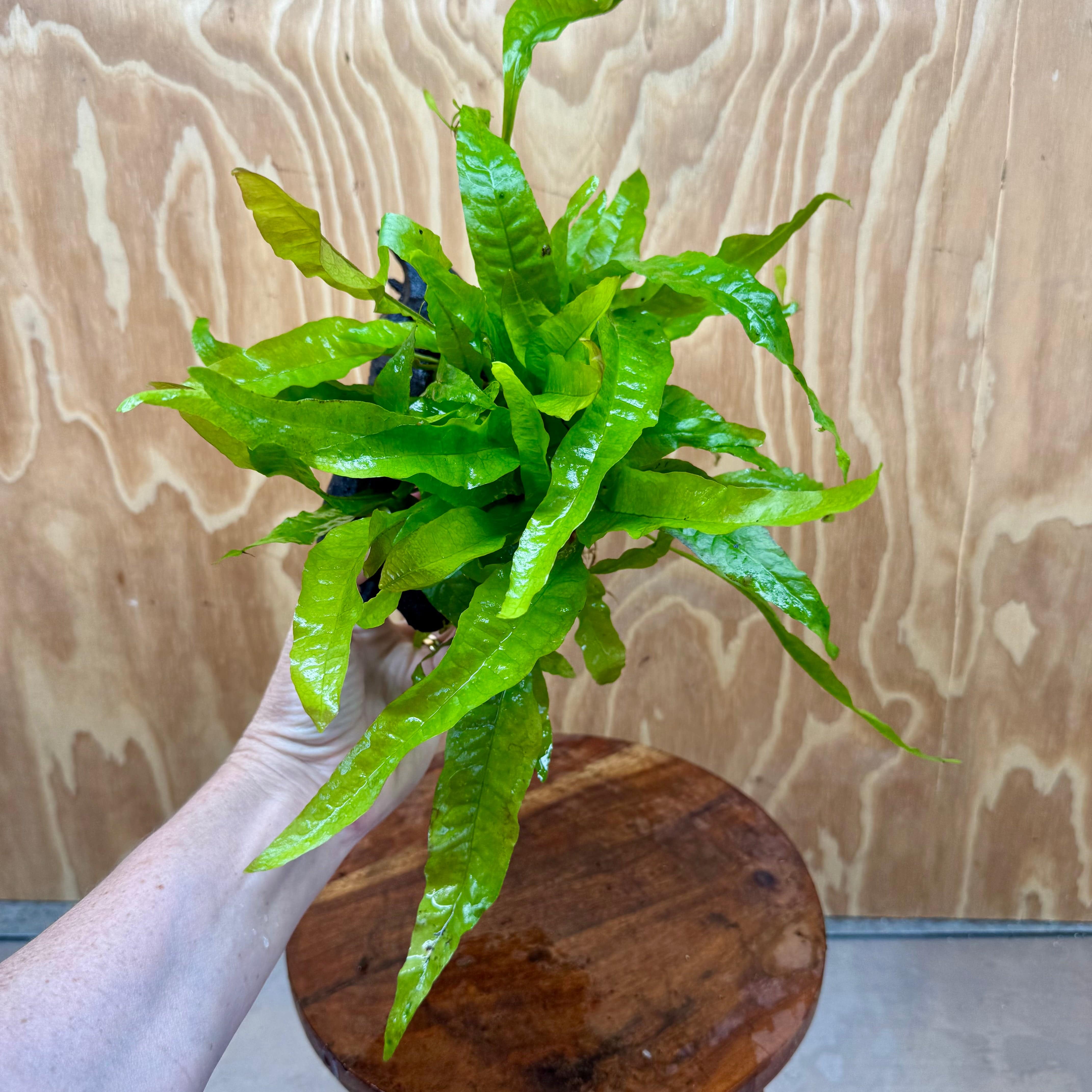 Scapeshop.com.au One Only Microsorum Driftwood Creation - Medium (Java Fern) - One Only - Elegant Microsorum Driftwood Creation - Medium (Java Fern) - One Only - Elegant