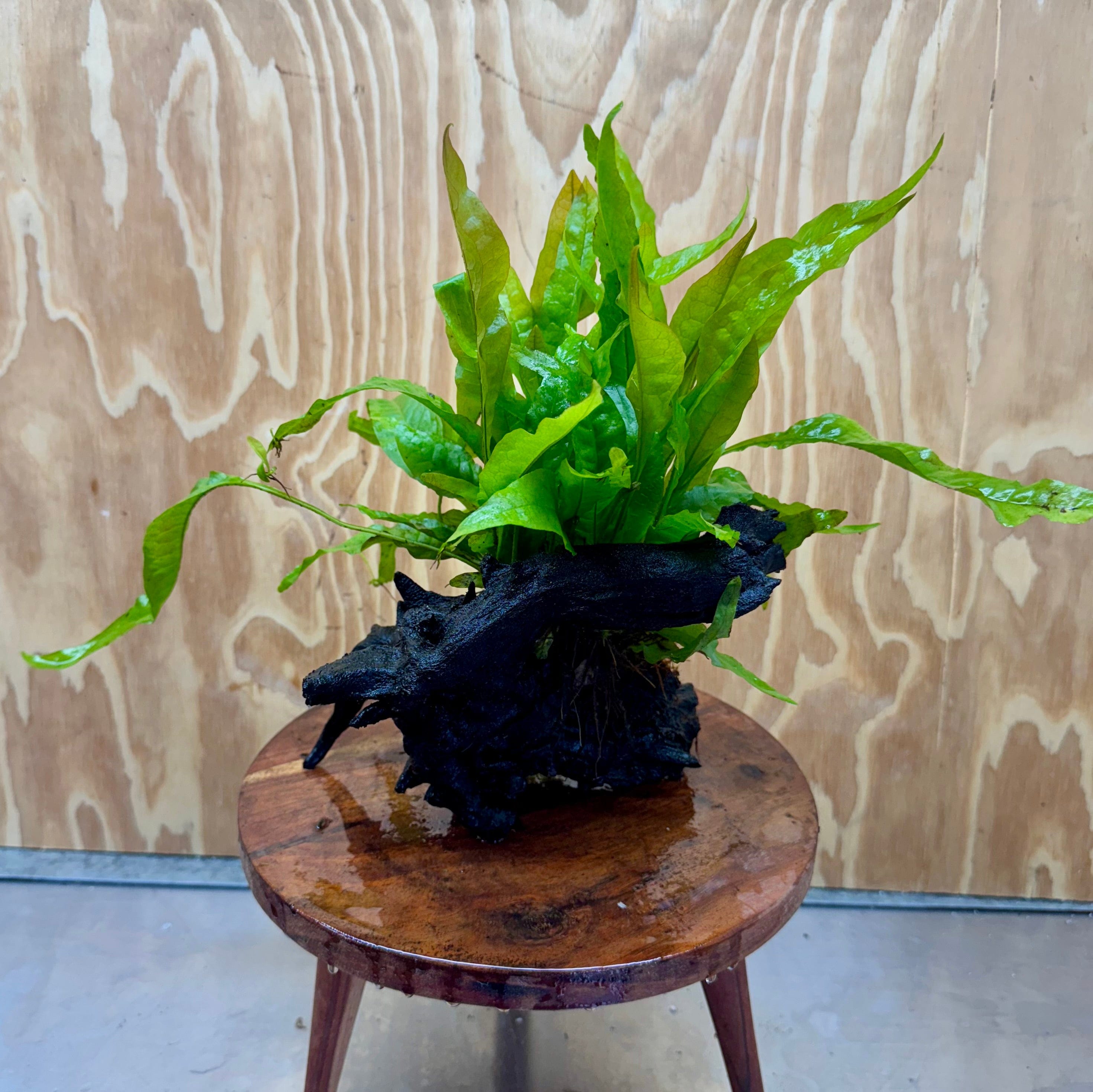 Scapeshop.com.au One Only Microsorum Driftwood Creation - Medium (Java Fern) - One Only - Elegant Microsorum Driftwood Creation - Medium (Java Fern) - One Only - Elegant