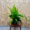 Scapeshop.com.au One Only Microsorum Driftwood Creation - Medium (Java Fern) - One Only - Elegant Microsorum Driftwood Creation - Medium (Java Fern) - One Only - Elegant